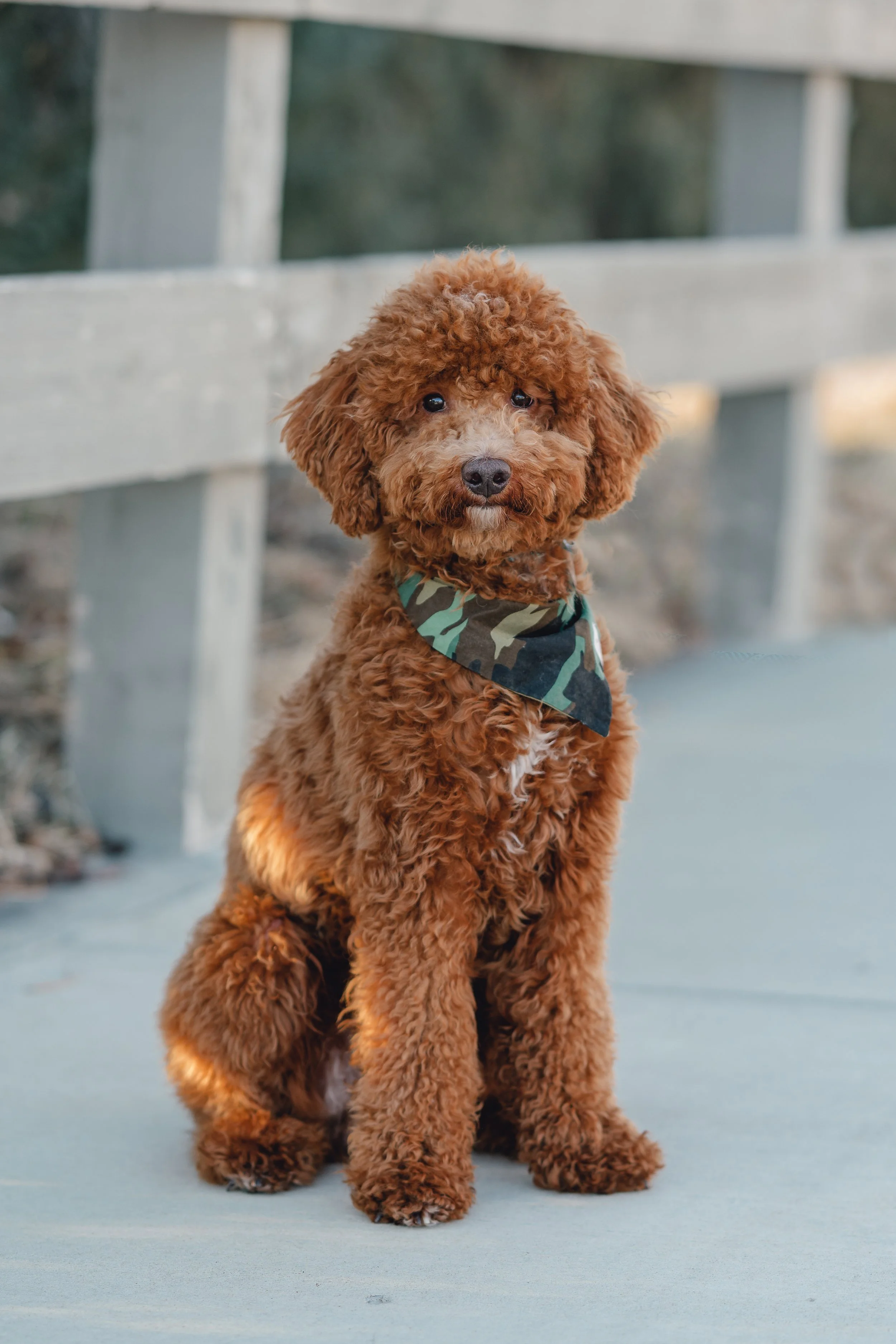 Goose_TeddyBear_FGP-7.jpg