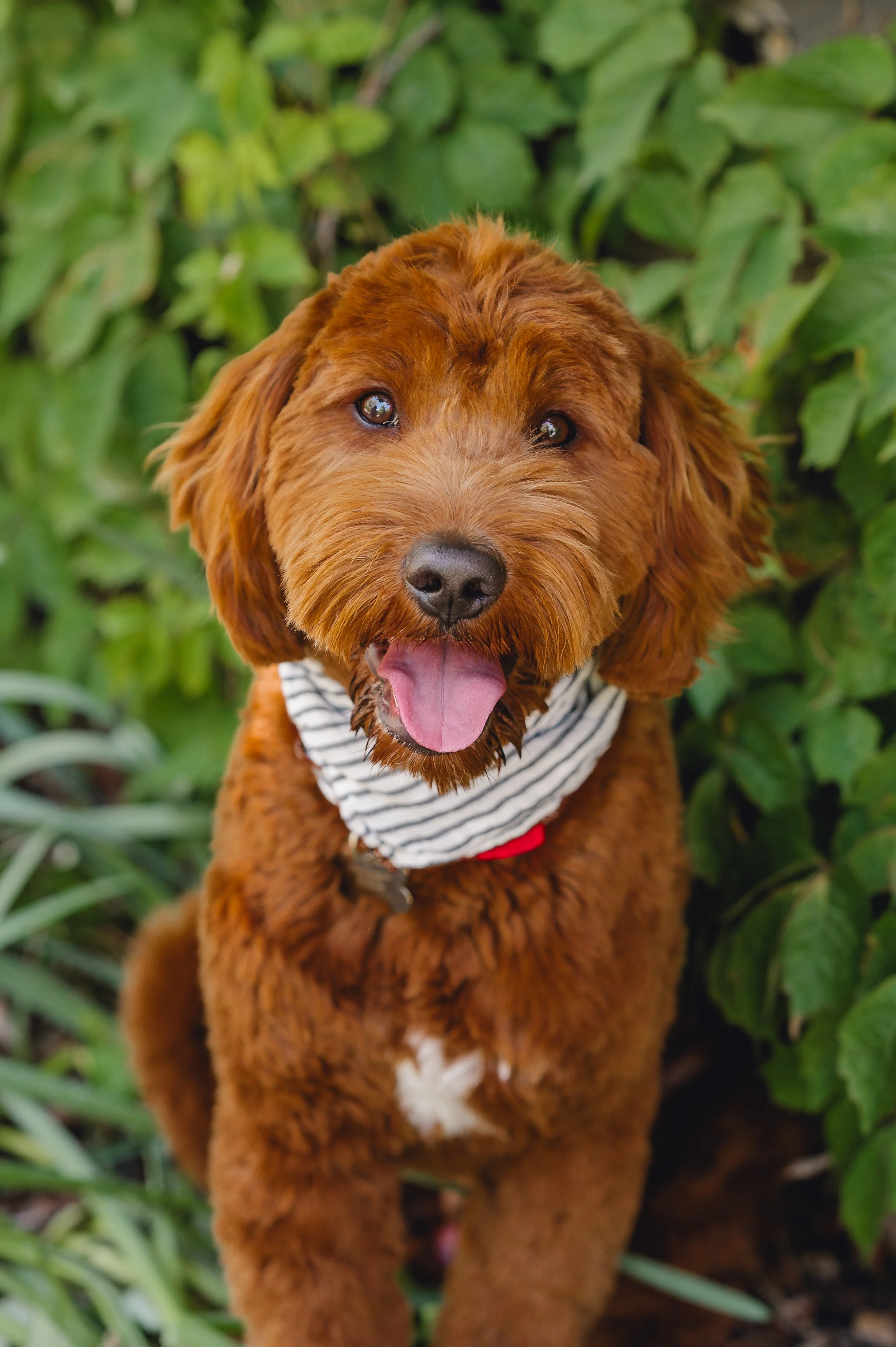 BoomerUtahGoldendoodles-17.jpeg