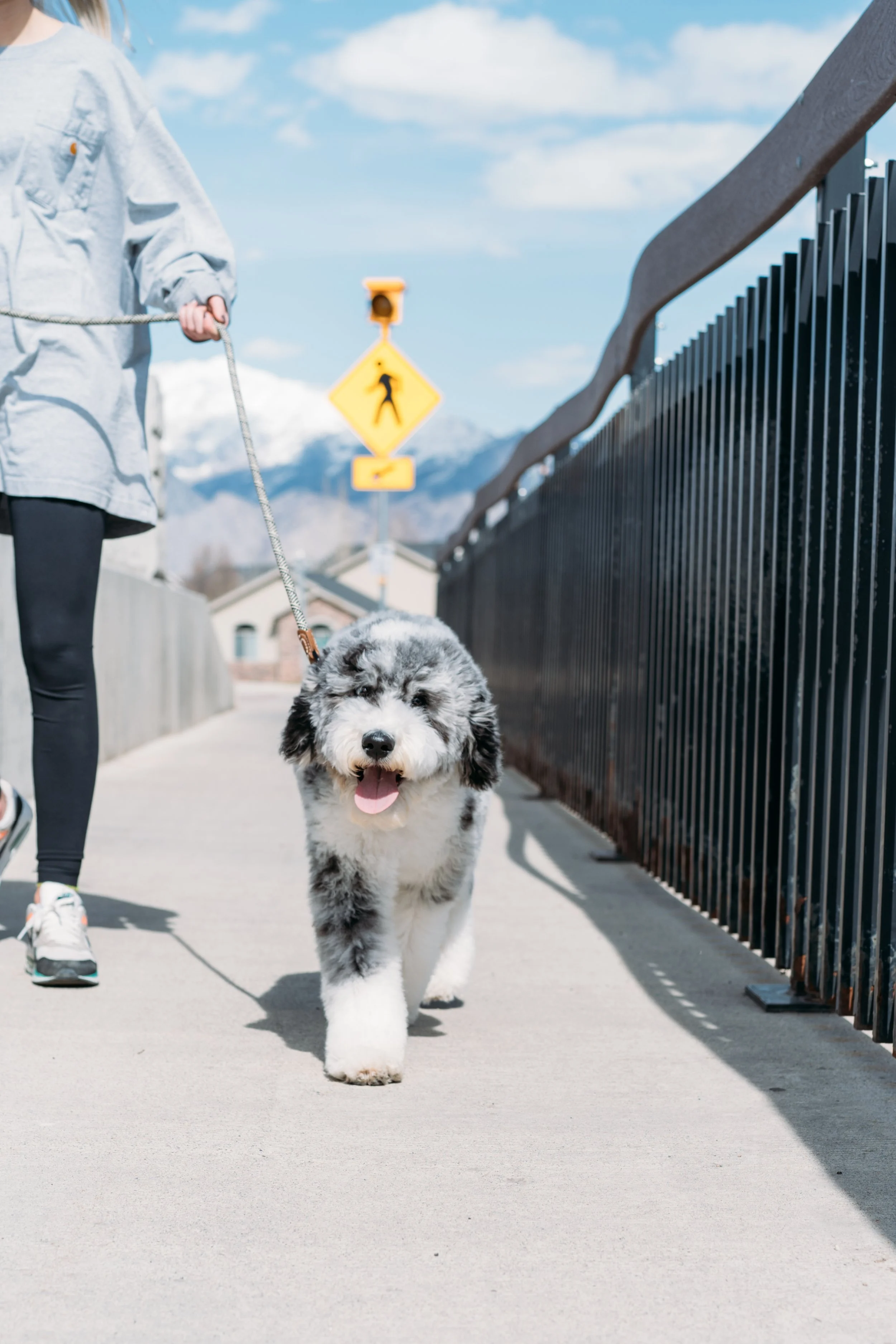 Utah Doodles Sheepadoodle Studs