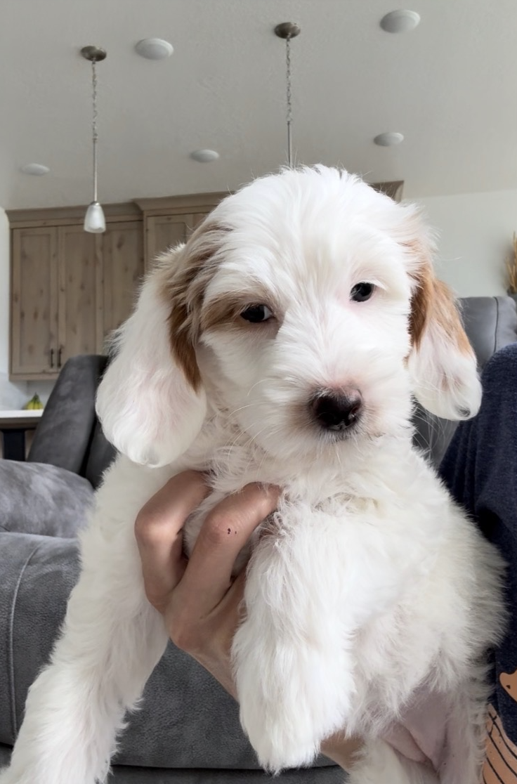 Winnie (Female) 15 lbs. full grown $1000