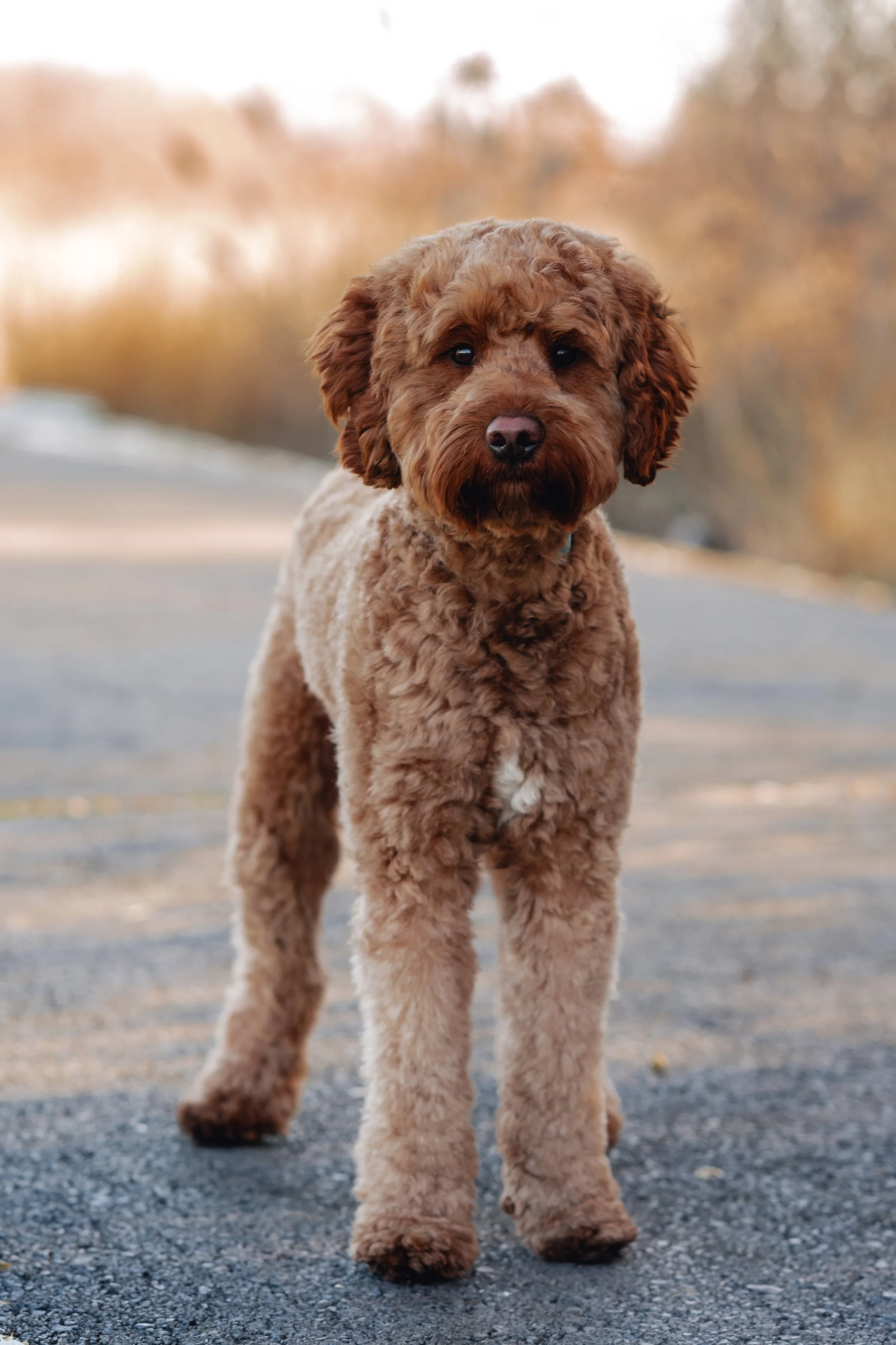 Mookie_UtahGoldendoodles-1.jpg