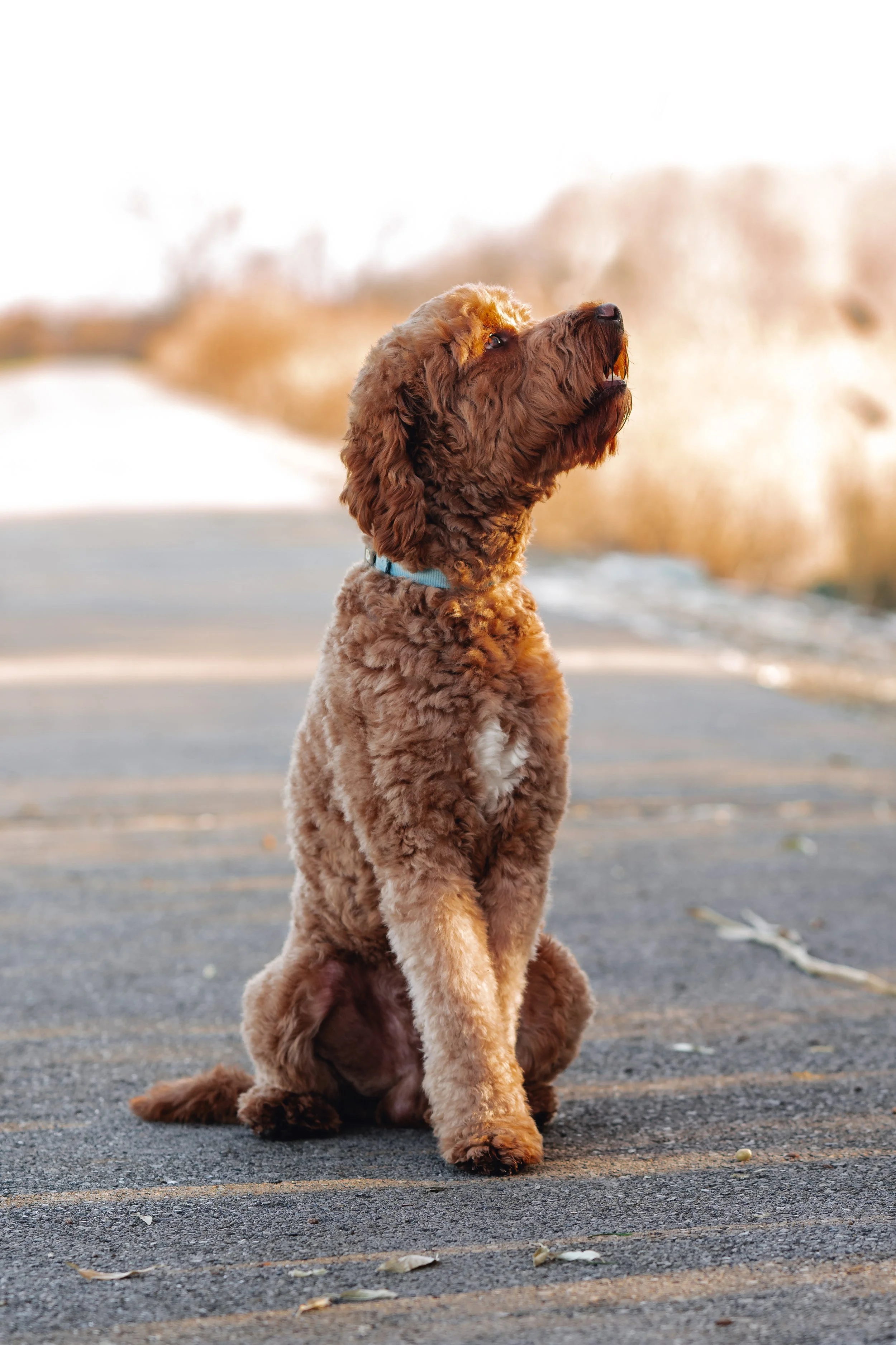 Mookie_UtahGoldendoodles-5.jpg