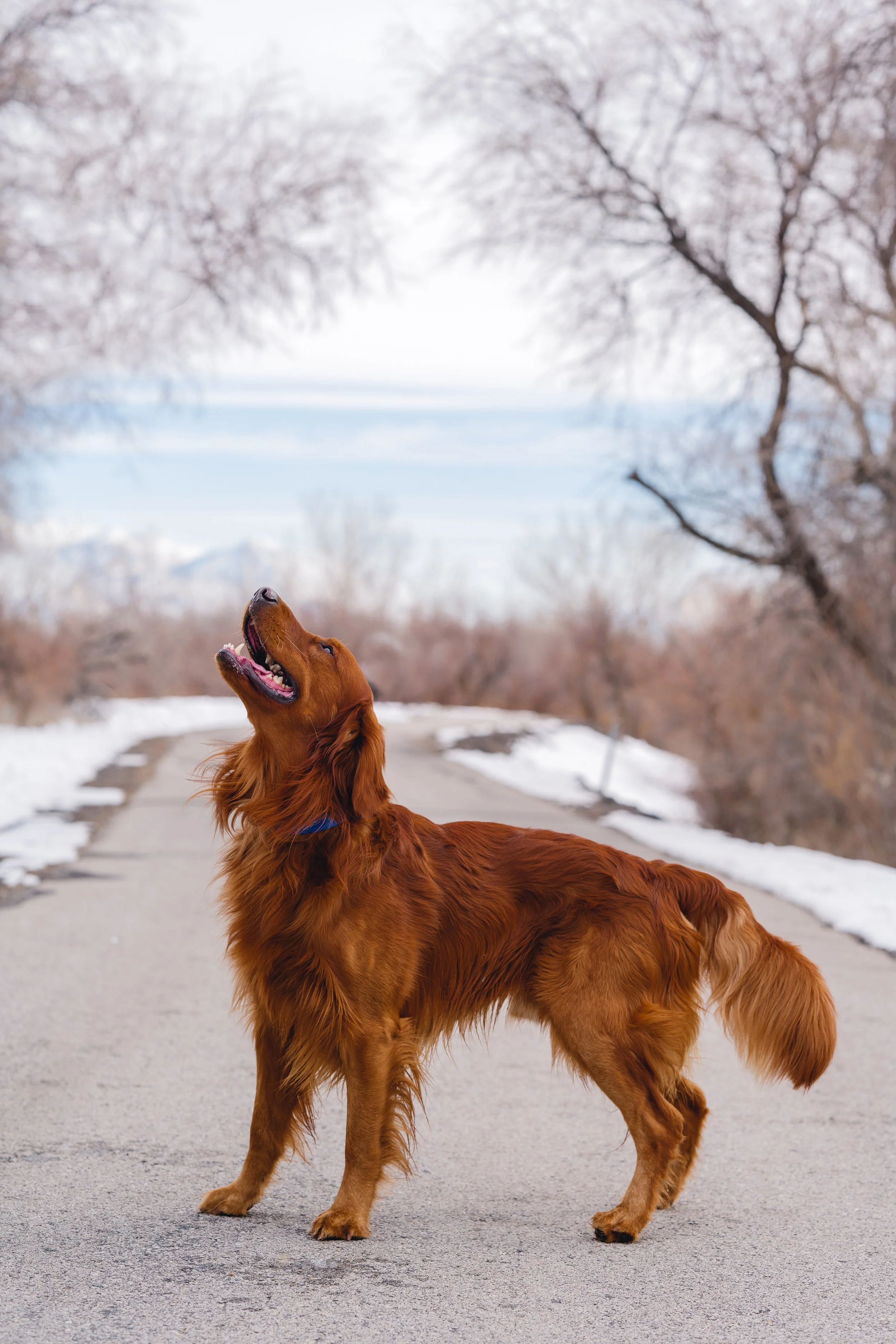 UtahGoldendoodles_Cedar_FGP-19.jpg