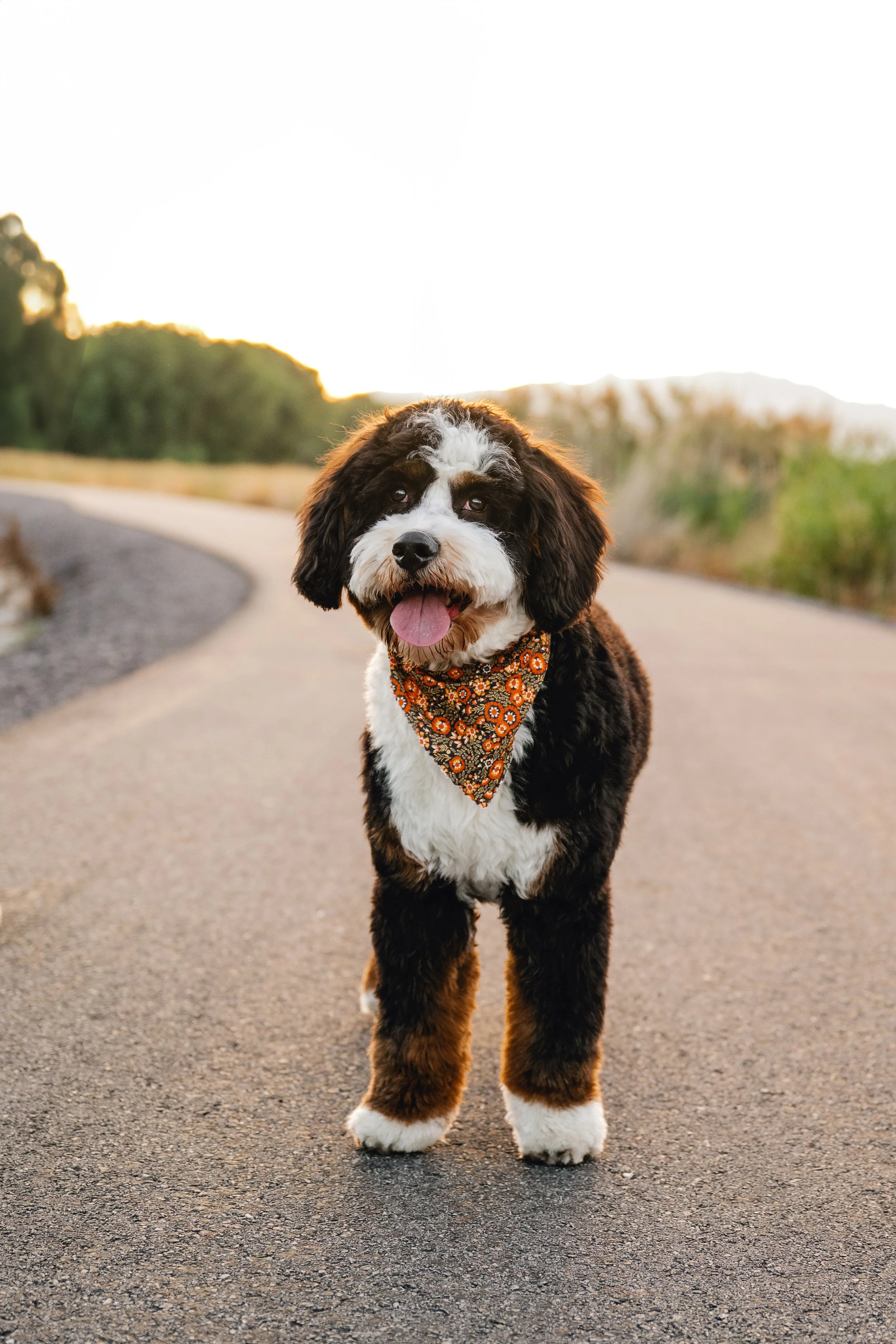 Rooster_UtahGoldendoodles_FGP-21.jpg