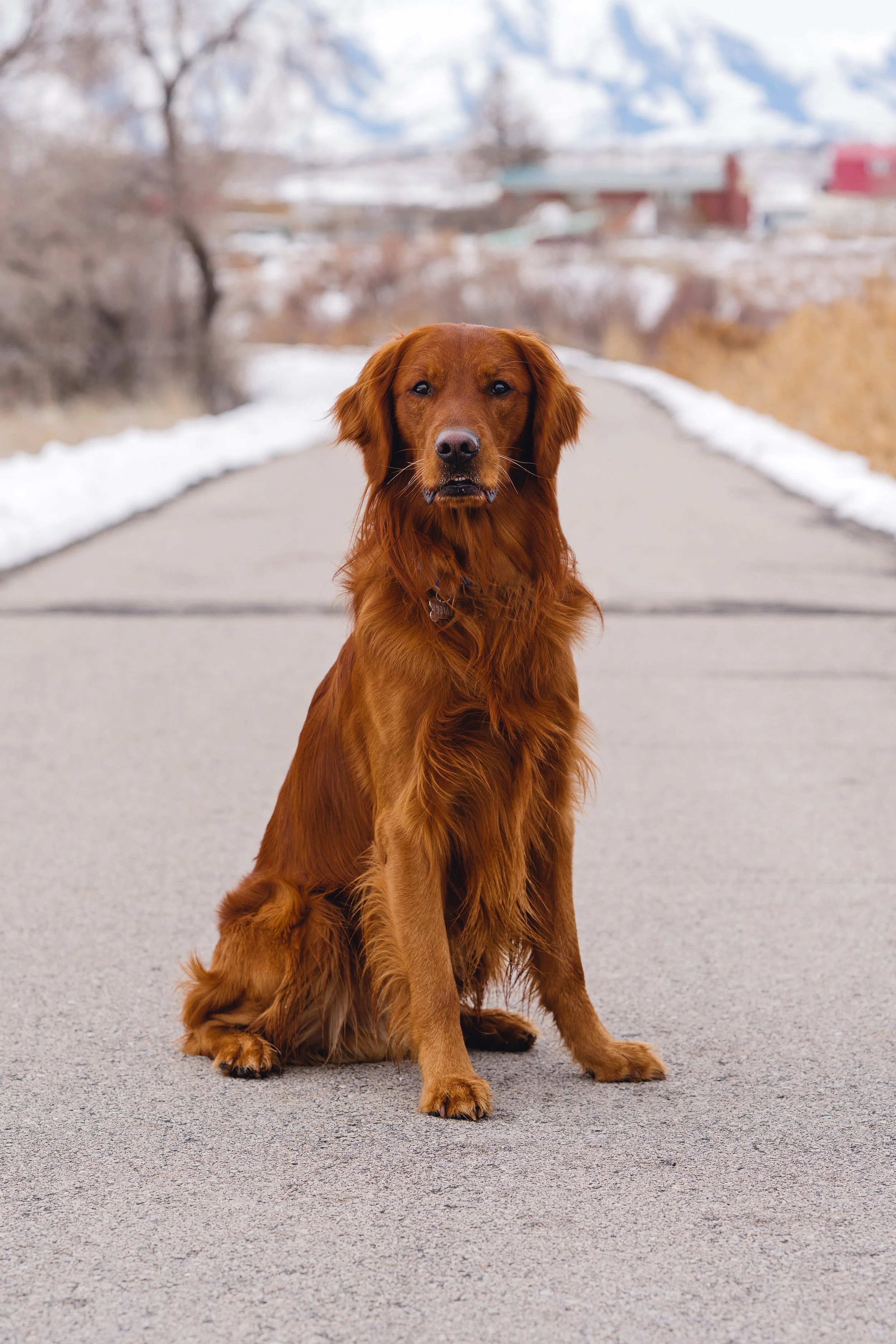 Cedar, premium rich red AKC American Golden Retriever stud with luxurious wavy teddy bear coat sitting on a snowy path with mountain views at Utah Doodles. Excellent conformation, sweet expression, and health-tested genetics (E Locus e/e, Intensity 8