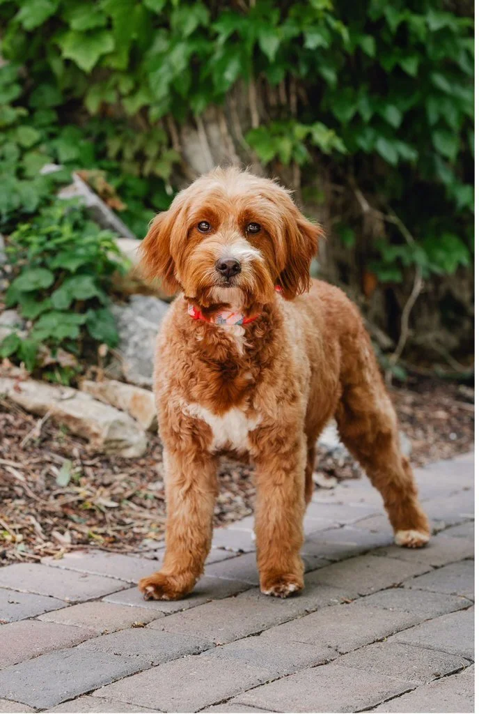 Coco (Mama/Not For Sale)