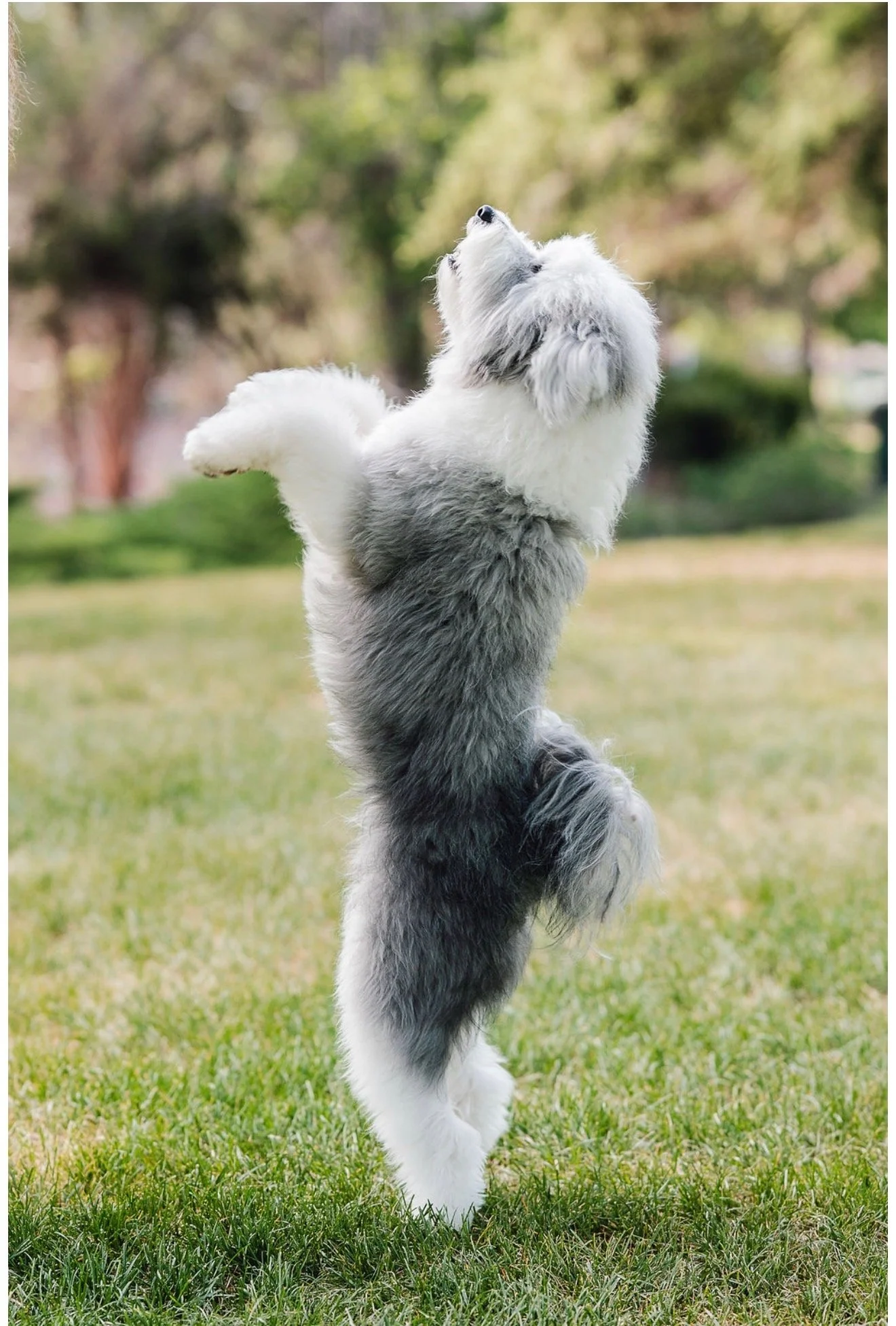 Blue, premium Mini Sheepadoodle stud standing on a brick path with stunning gray and white fluffy coat at Utah Doodles. Excellent structure, happy open-mouth expression, and beautiful furnishings. Available for stud services in Provo, Utah.