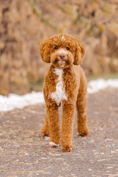 Nashville Tri Color Toy Poodle Stud Utah Doodles