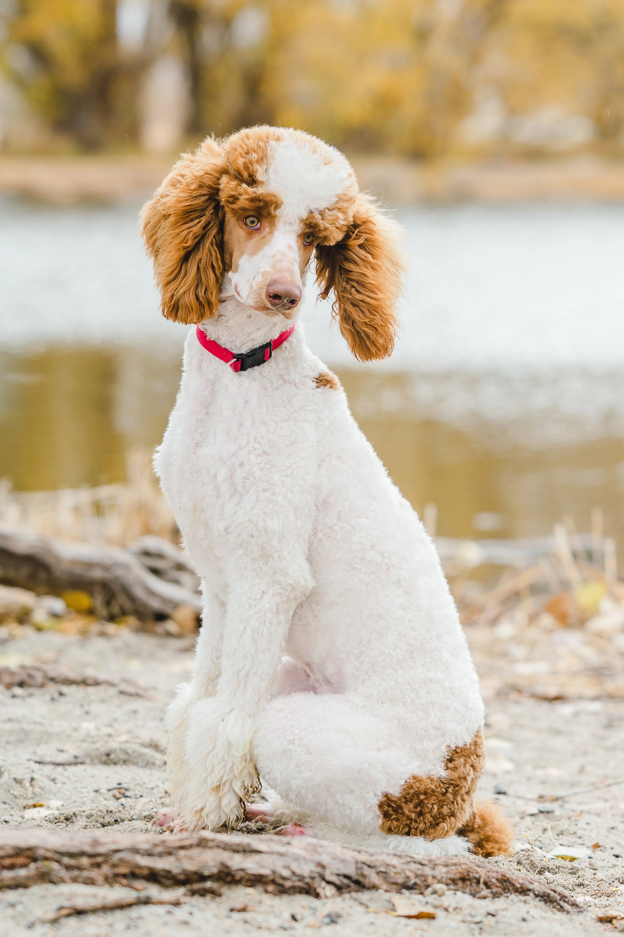 Kingston, 39lb Moyen Poodle stud with rich brown and white parti coat and adorable head tilt. Excellent curl and furnishings. Stud services available at Utah Doodles, Provo, Utah.