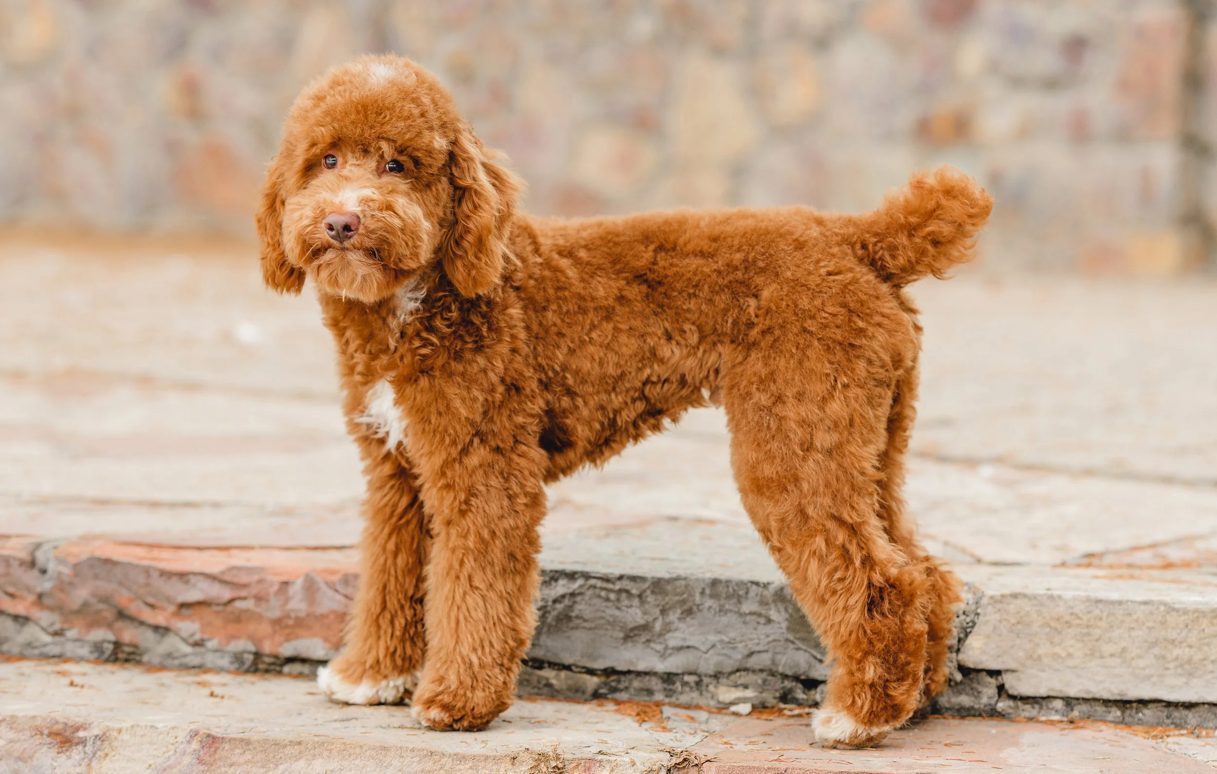 Goose&Howie_UtahGoldendoodles_FGP-21.jpg