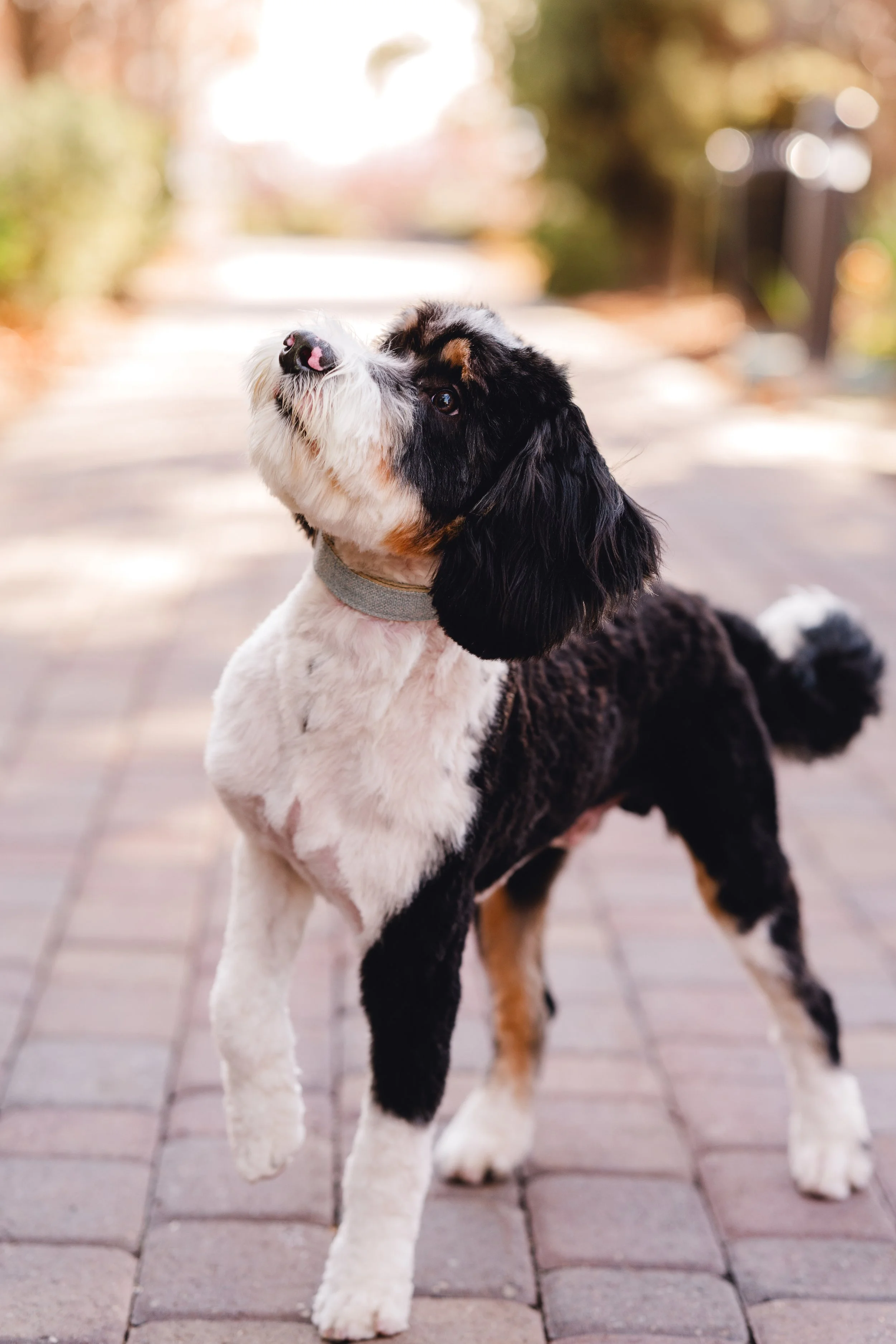 Moose_UtahGoldendoodles-18.jpg