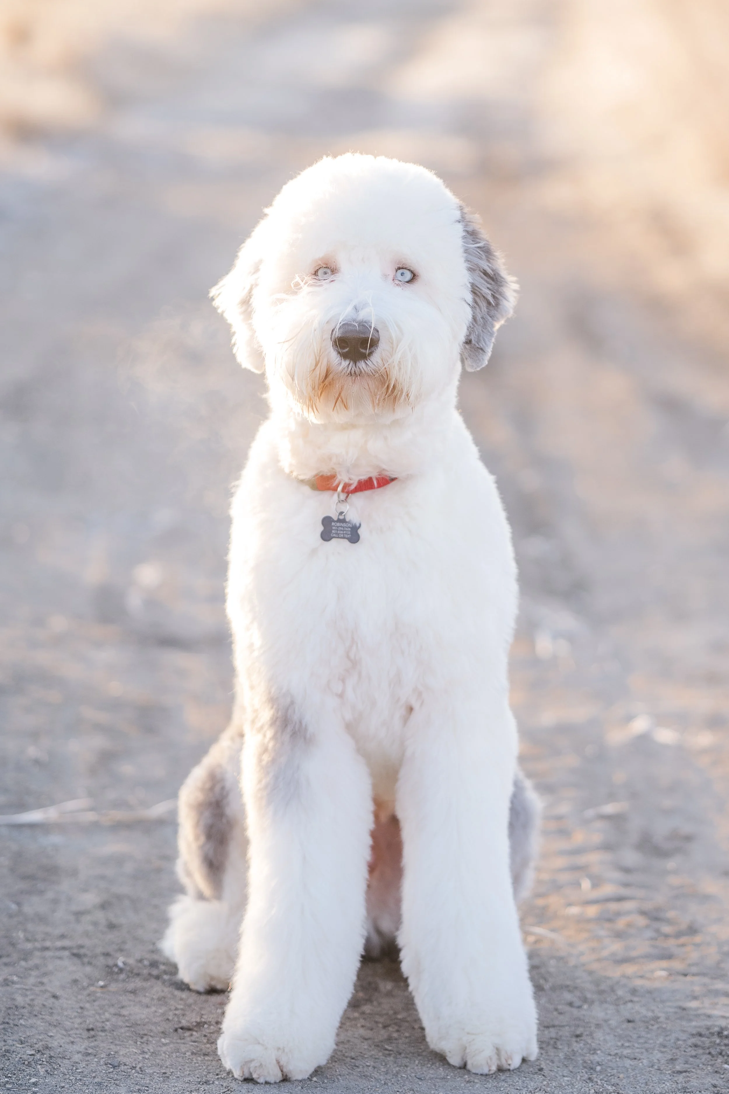 Rocky_Groomed_UtahGoldendoodles-25.jpg