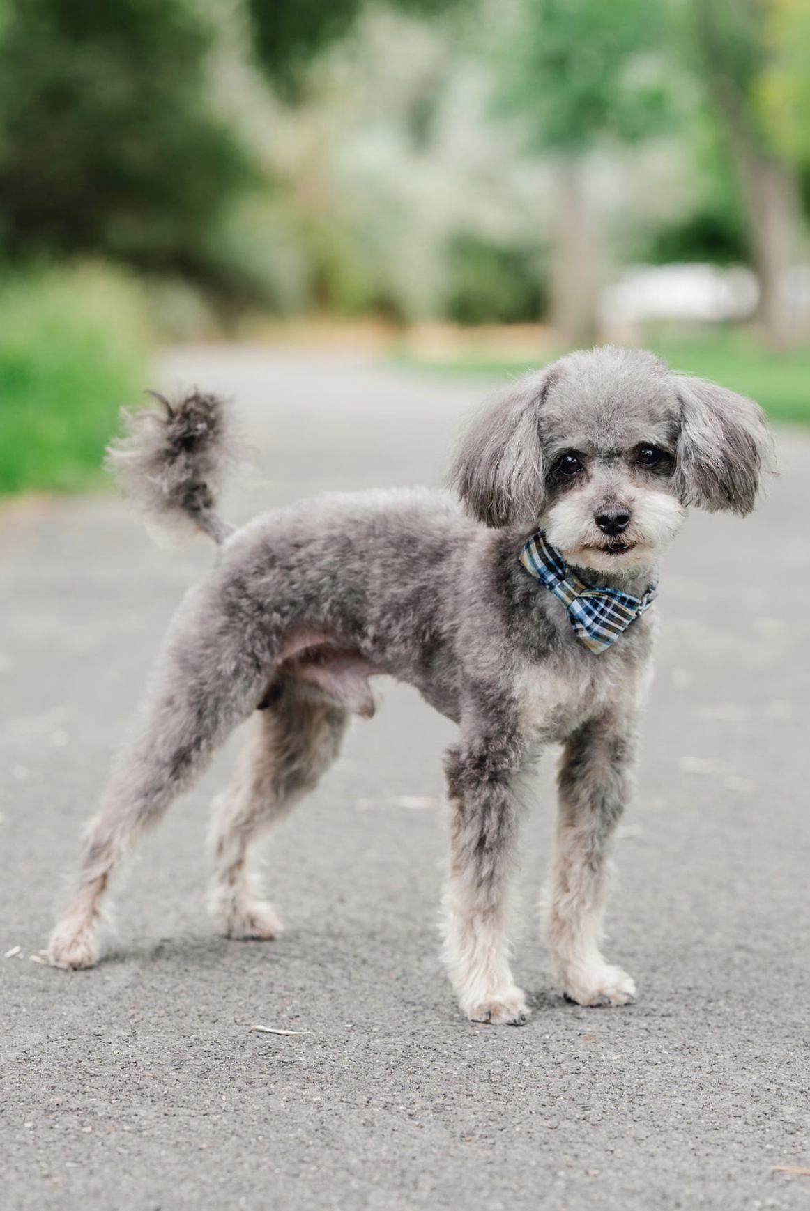 Moby (Stud/Not For Sale)