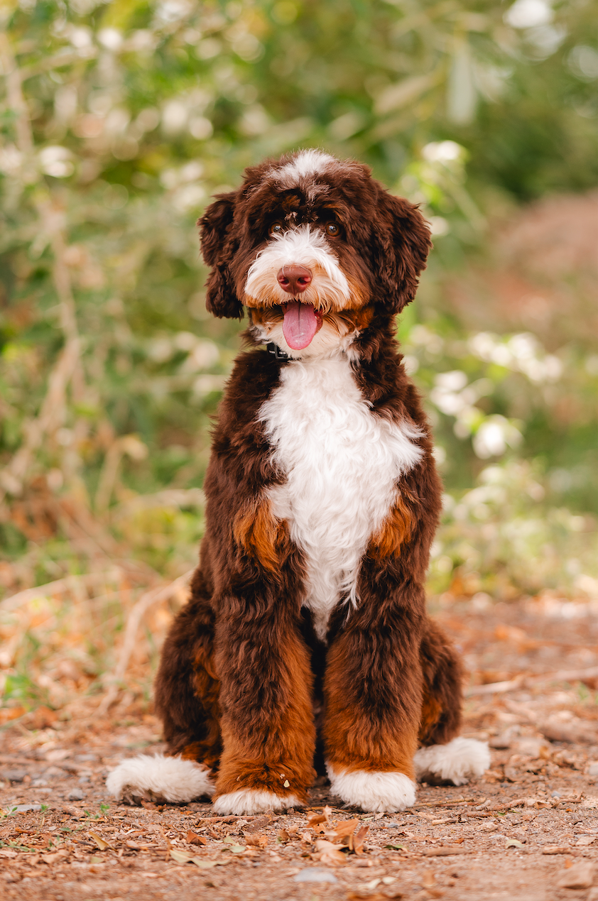 Ranger Utah Doodles Brown Chocolate Tri Color Bernedoodle Stud Services