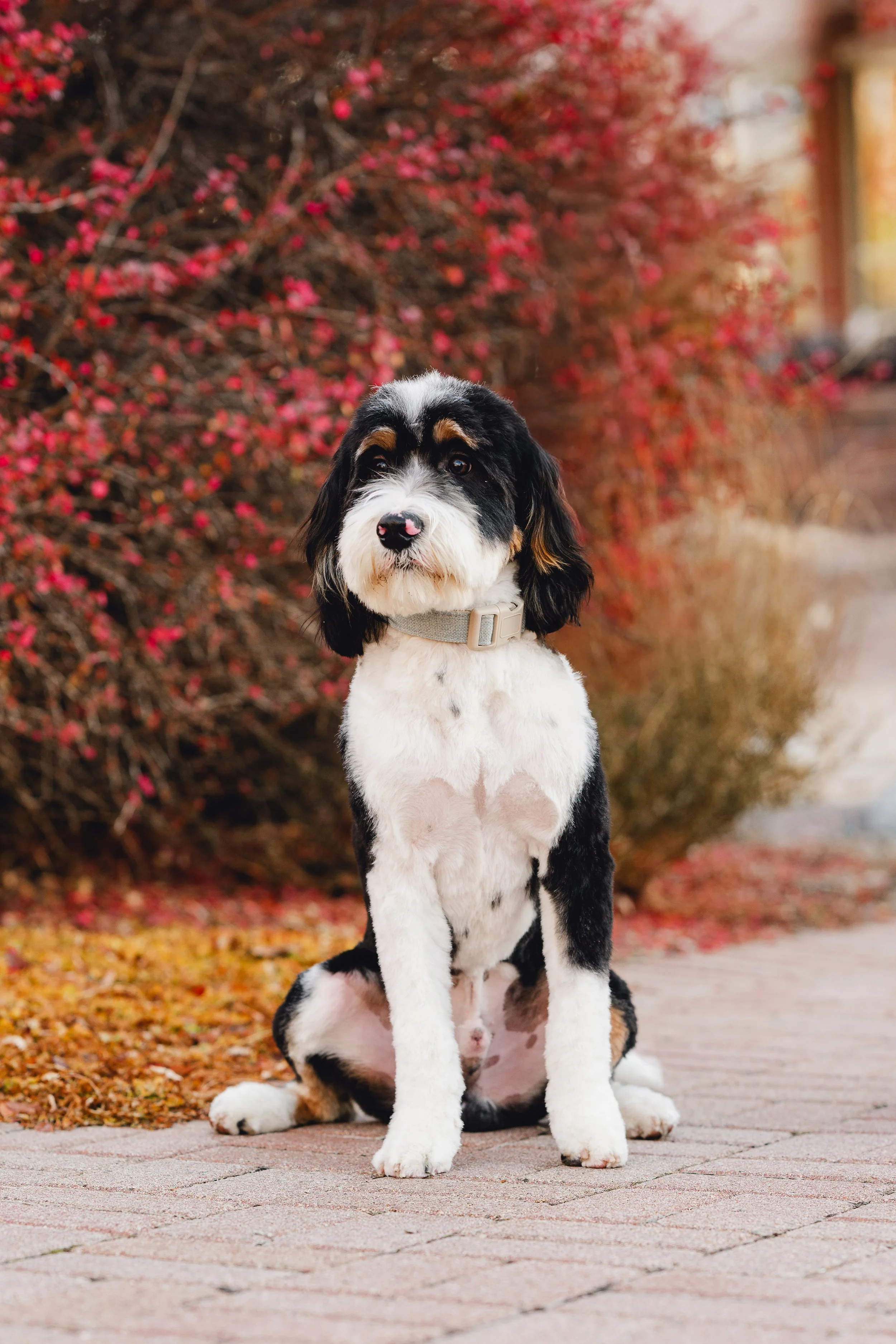 Moose_UtahGoldendoodles-32.jpg