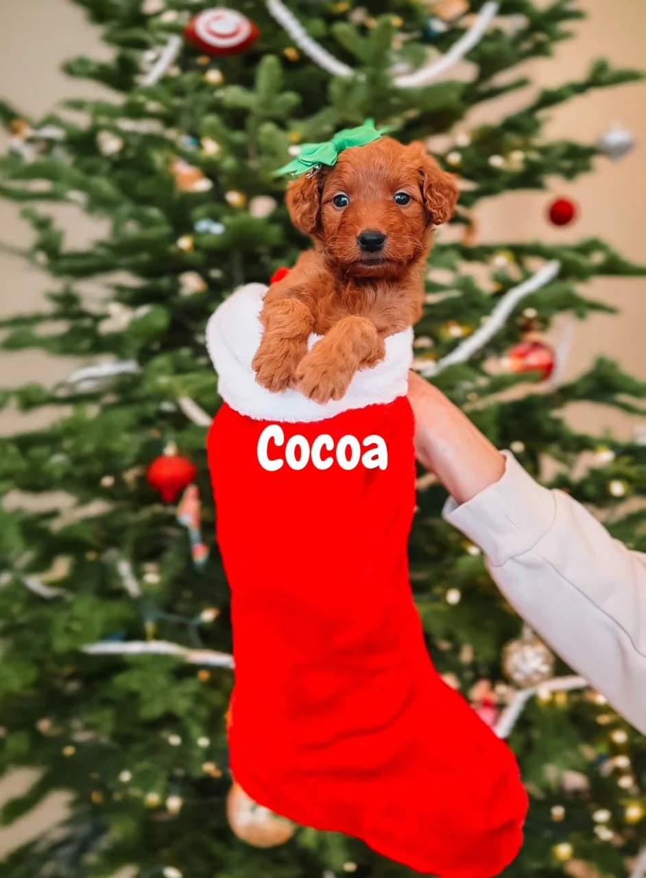 $2500 - Female - Ready for Christmas