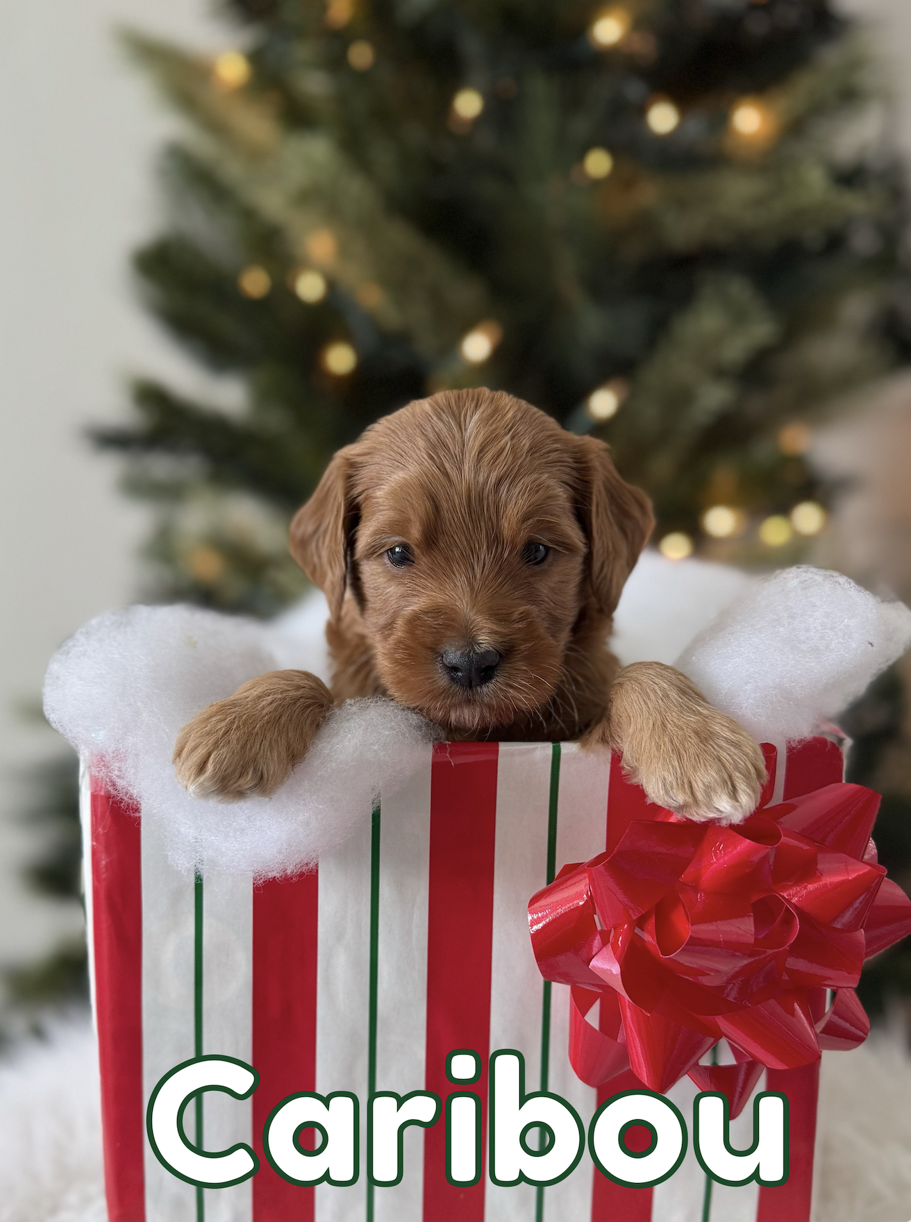 Screen Shot 2025-12-16 at 8.06.08 AM.png