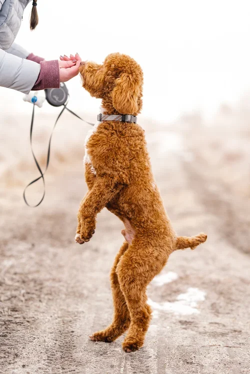 Nashville AKC Toy Poodle Stud Services Utah Doodles Poodle Studs