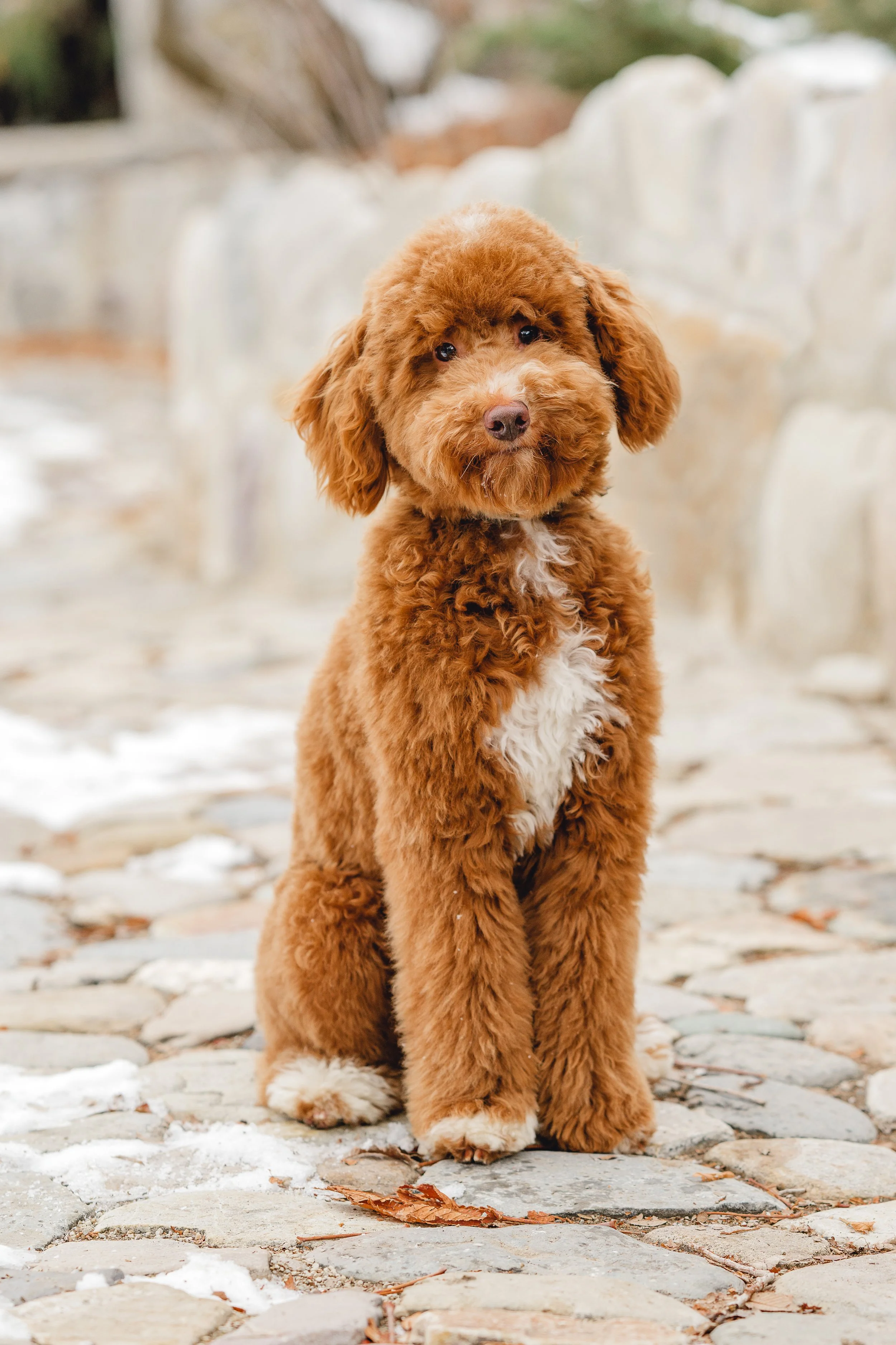 Goose&Howie_UtahGoldendoodles_FGP-27.jpg