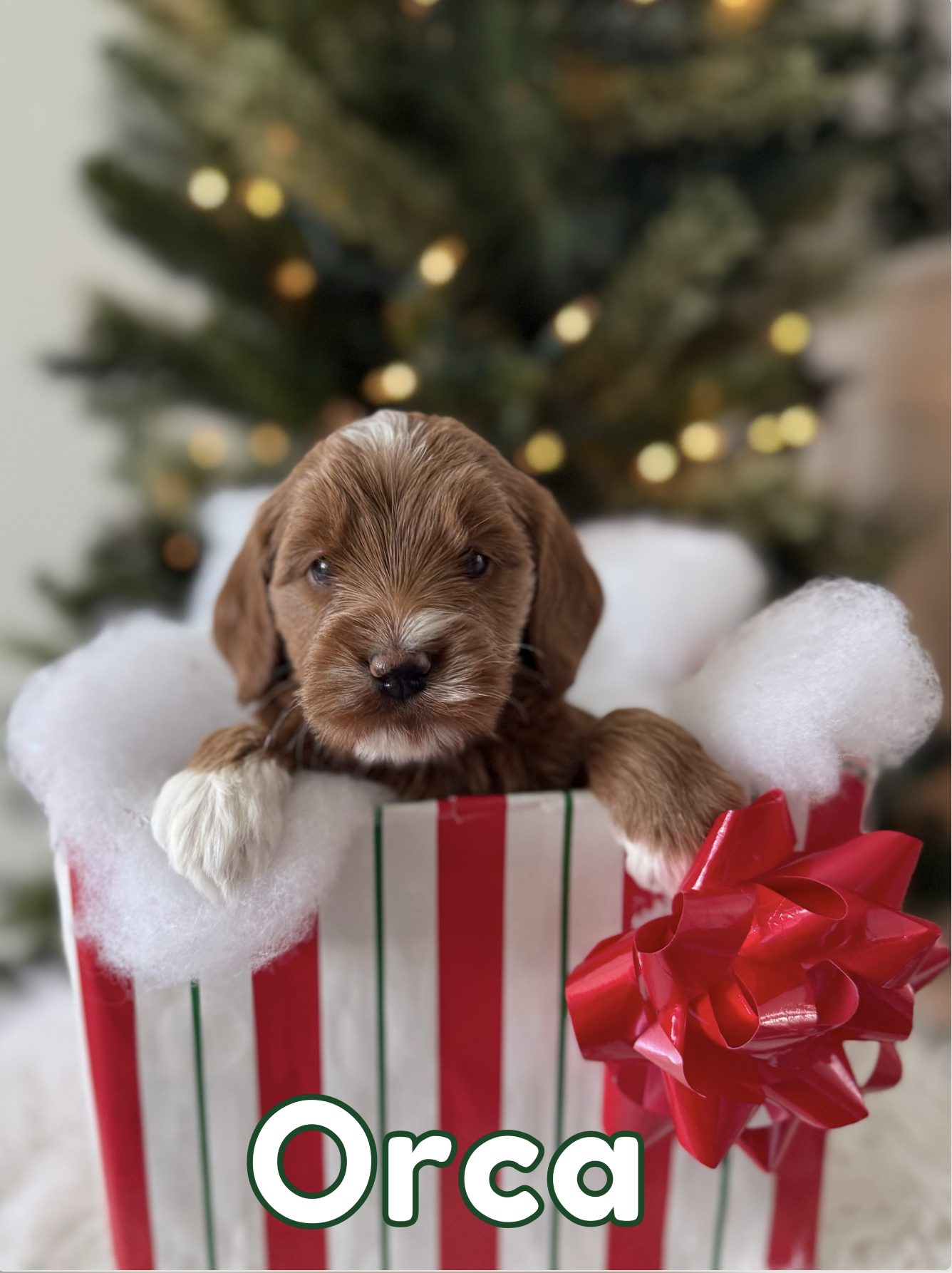 Screen Shot 2025-12-16 at 8.17.56 AM.png