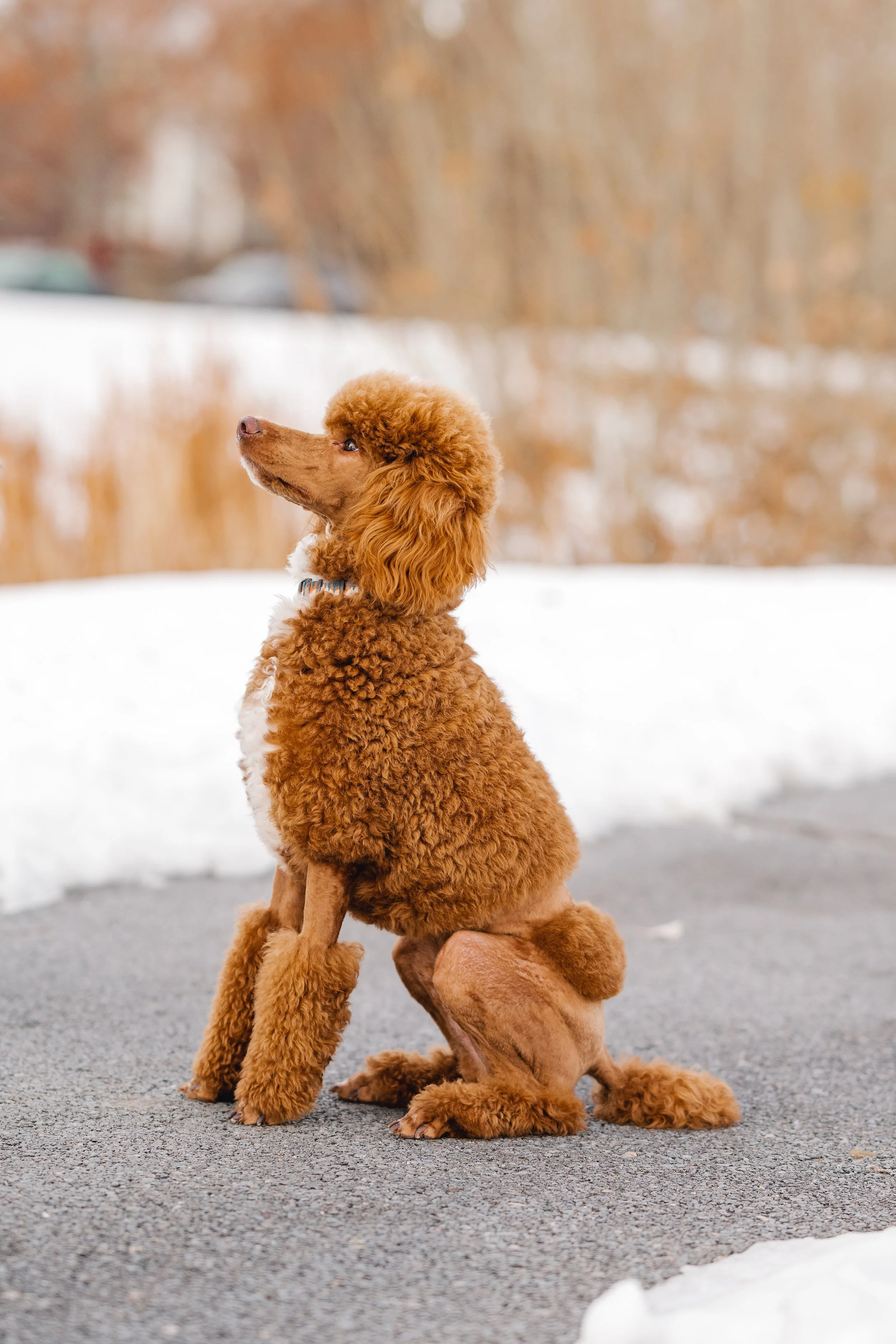 UtahGoldendoodles_Linkin-27.jpg