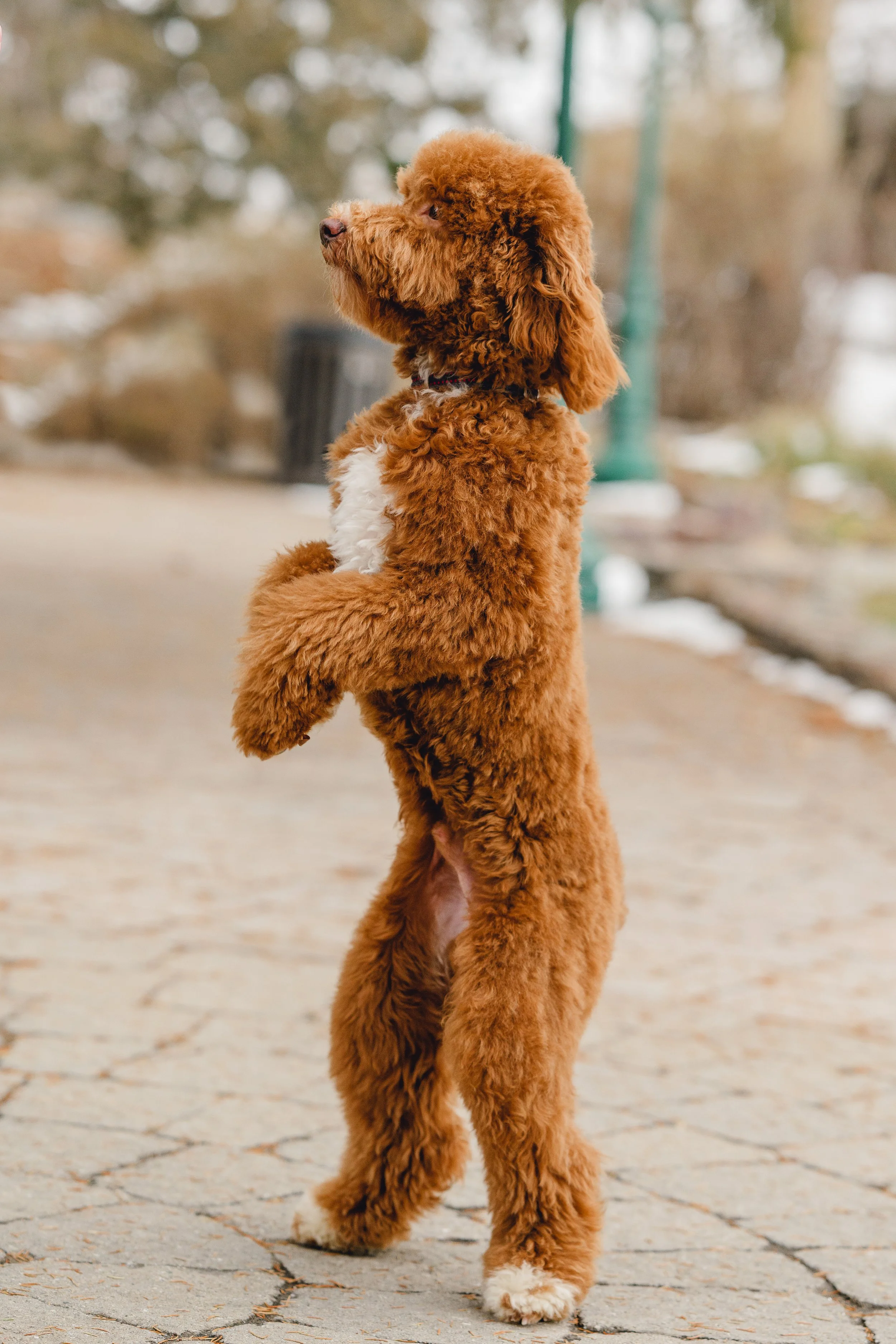 Goose&Howie_UtahGoldendoodles_FGP-17.jpg