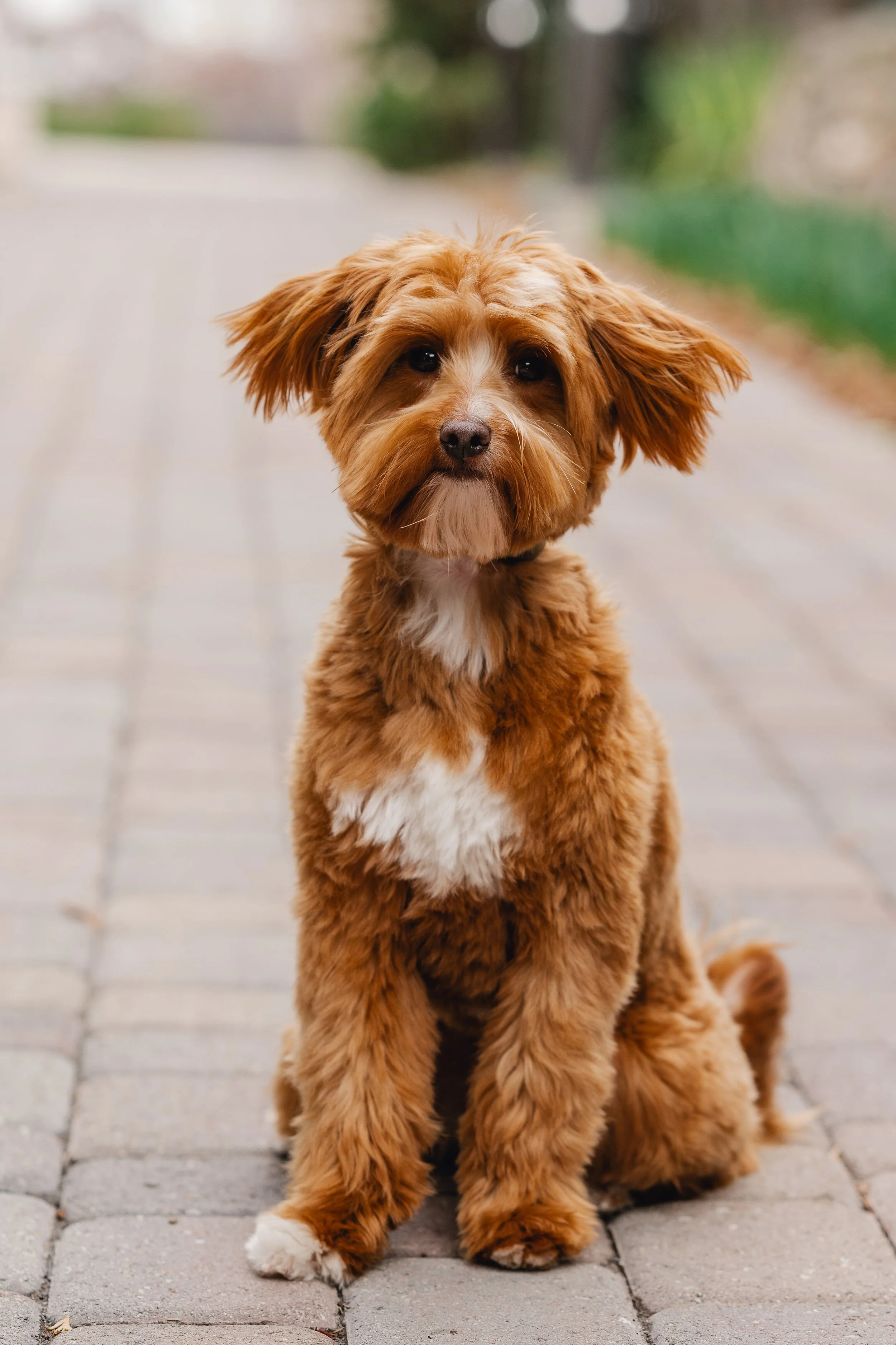 Bram_UtahGoldendoodles-9.jpg