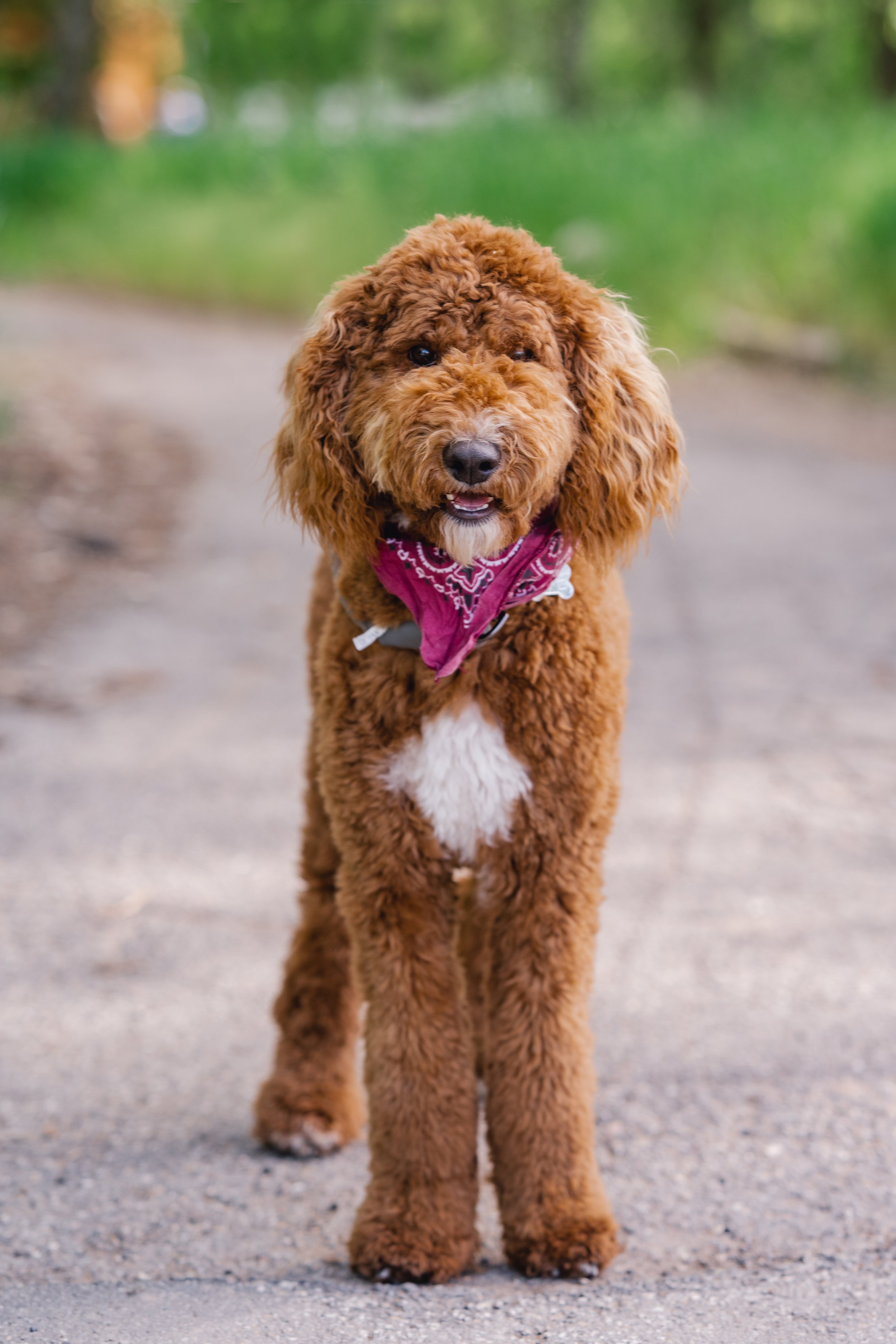 Rye, red Goldendoodle stud with luxurious thick curly coat and adorable bandana, standing proudly outdoors. Excellent temperament and conformation. Available for stud services at Utah Doodles in Utah.