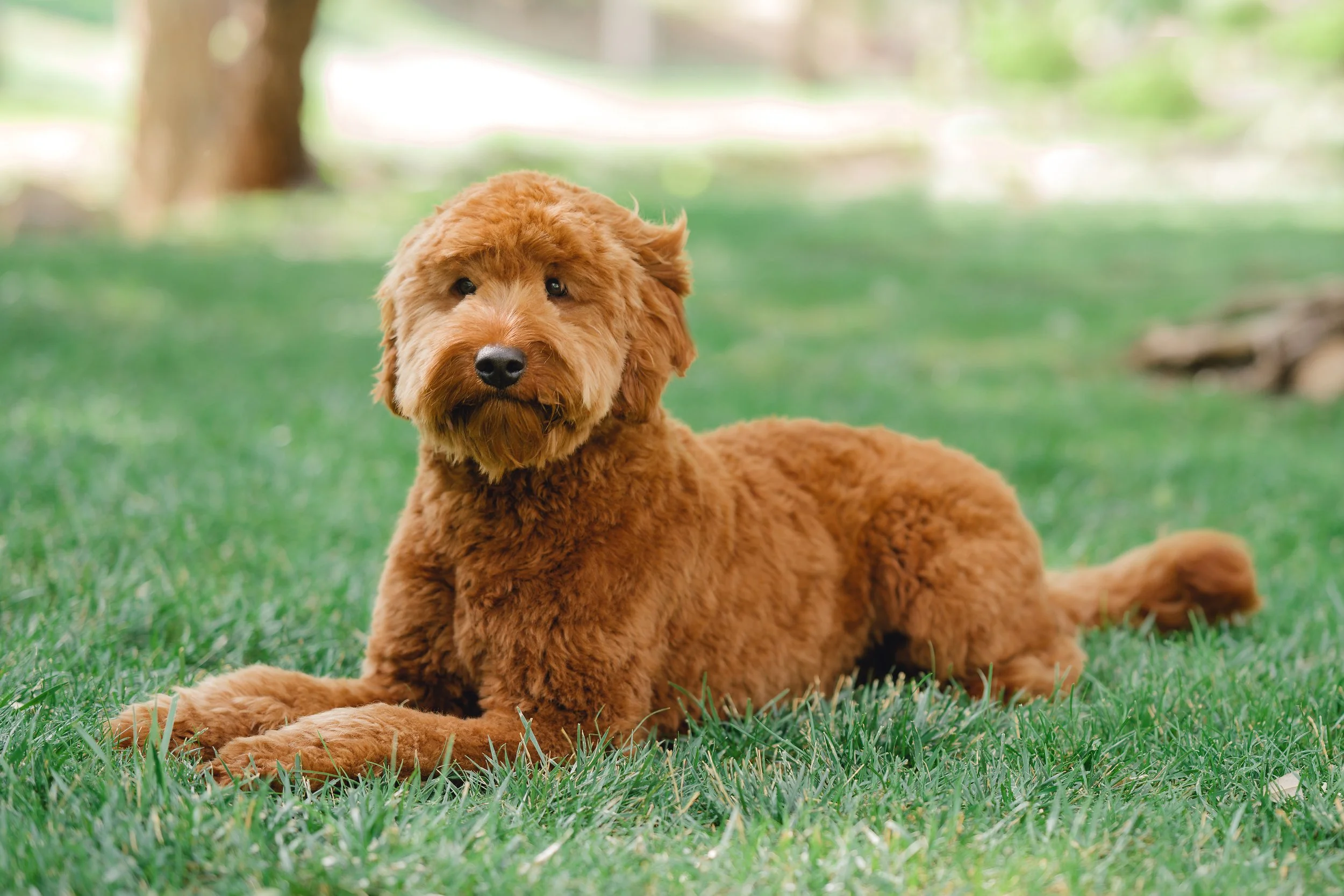 Sunny&Copper-53.jpg