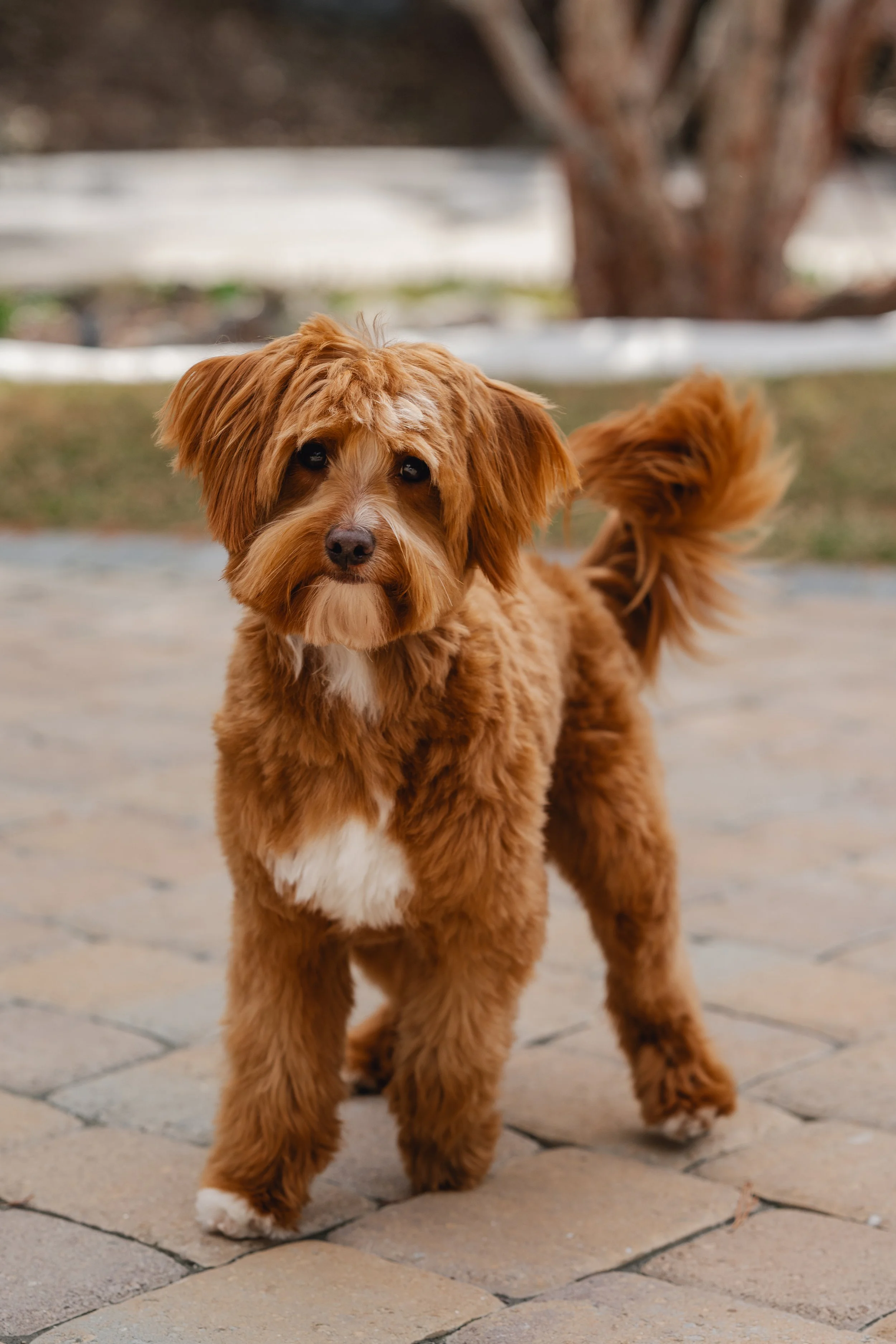 Bram Utah Doodles Petite Goldendoodle Stud Services
