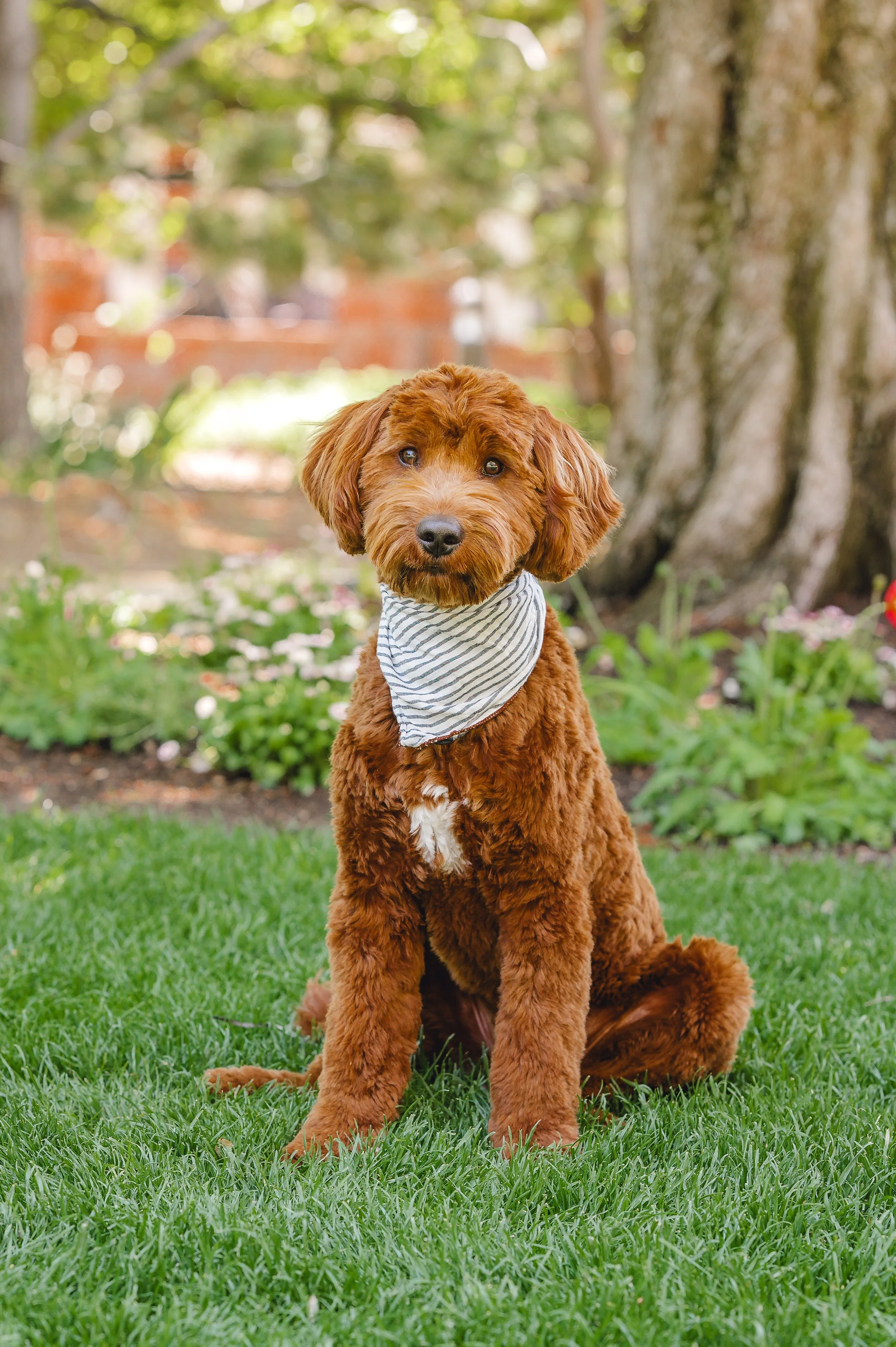 BoomerUtahGoldendoodles-1.jpeg