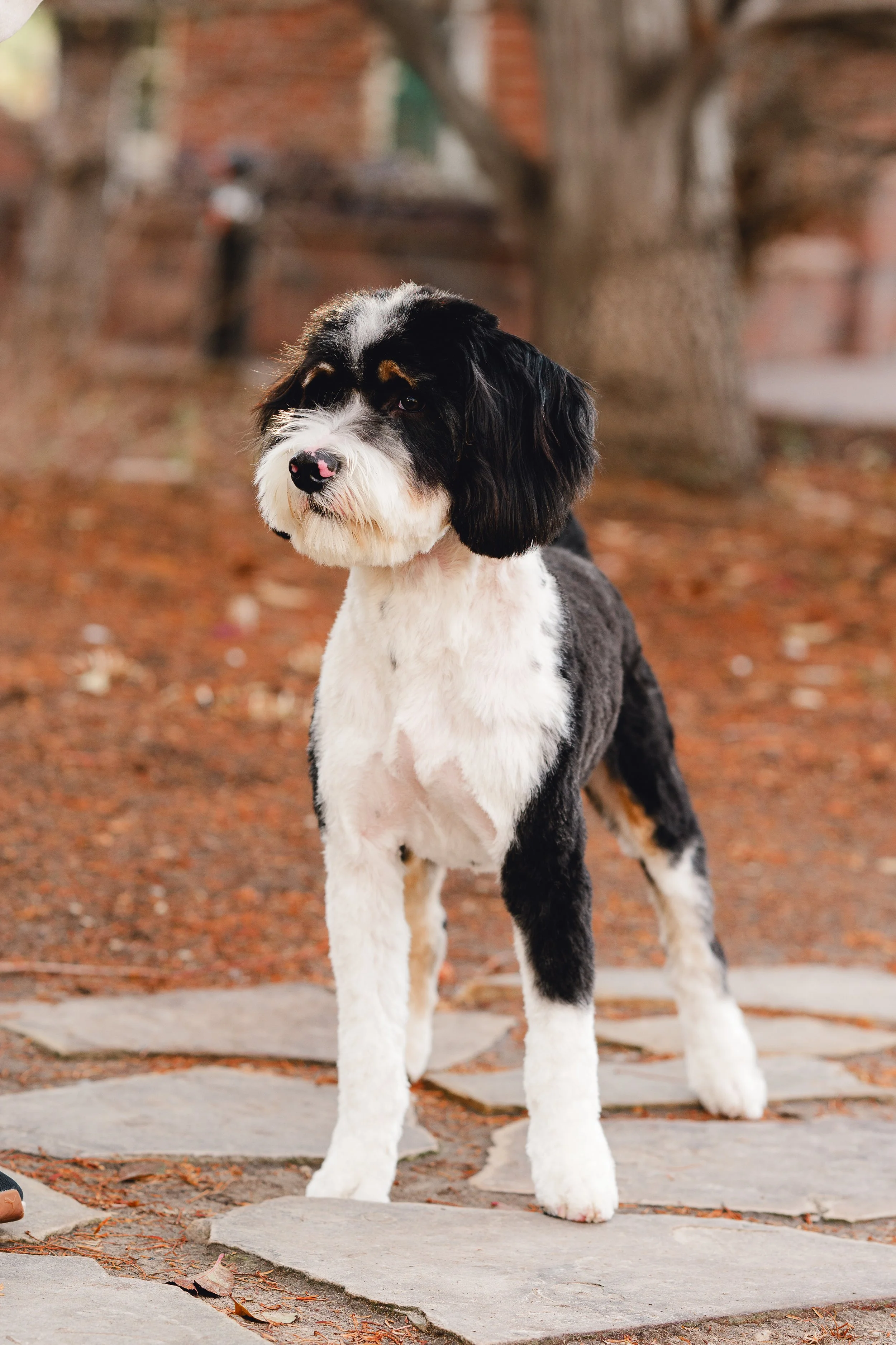 Moose_UtahGoldendoodles-29.jpg