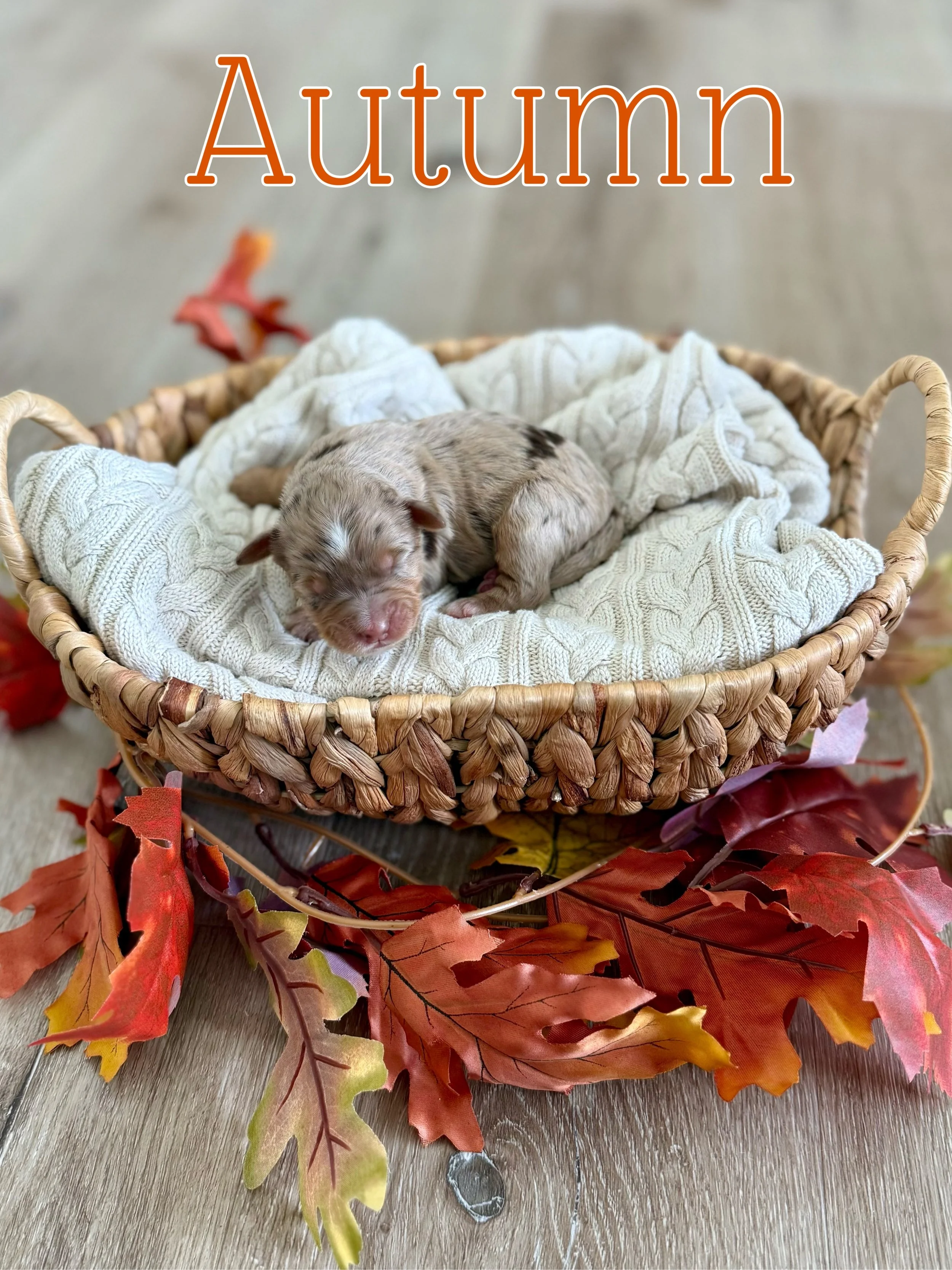 Chocolate Merle (Female)