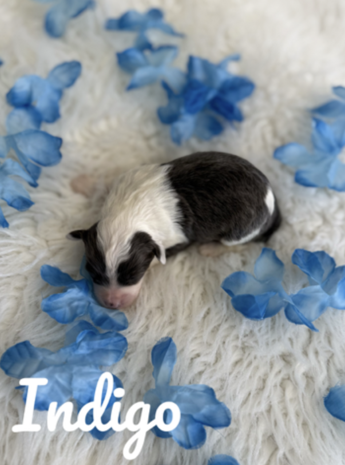 Screen Shot 2026-01-29 at 10.53.27 AM.png