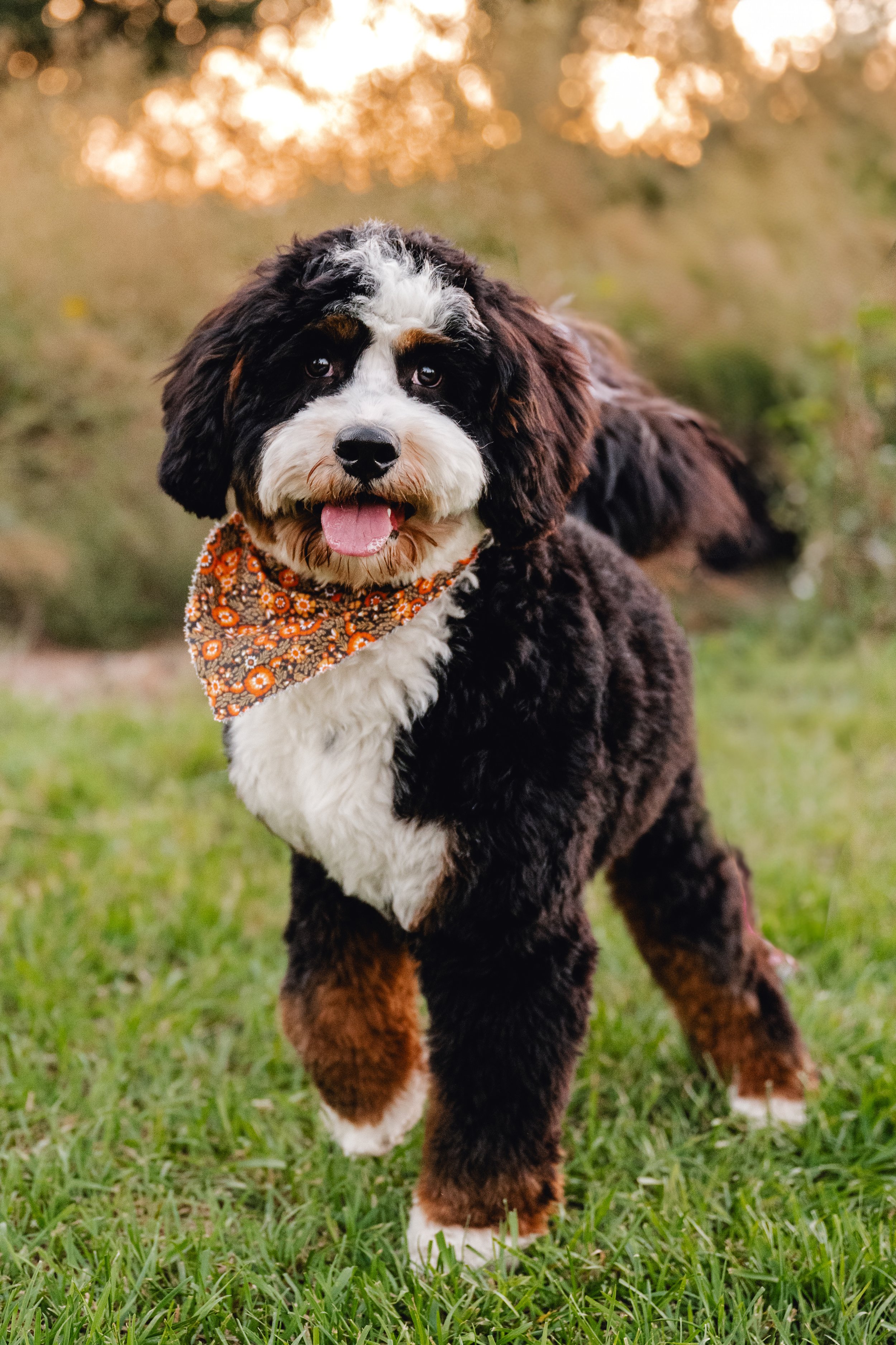 RoosterUtah Doodles Mini Bernedoodle Stud Services