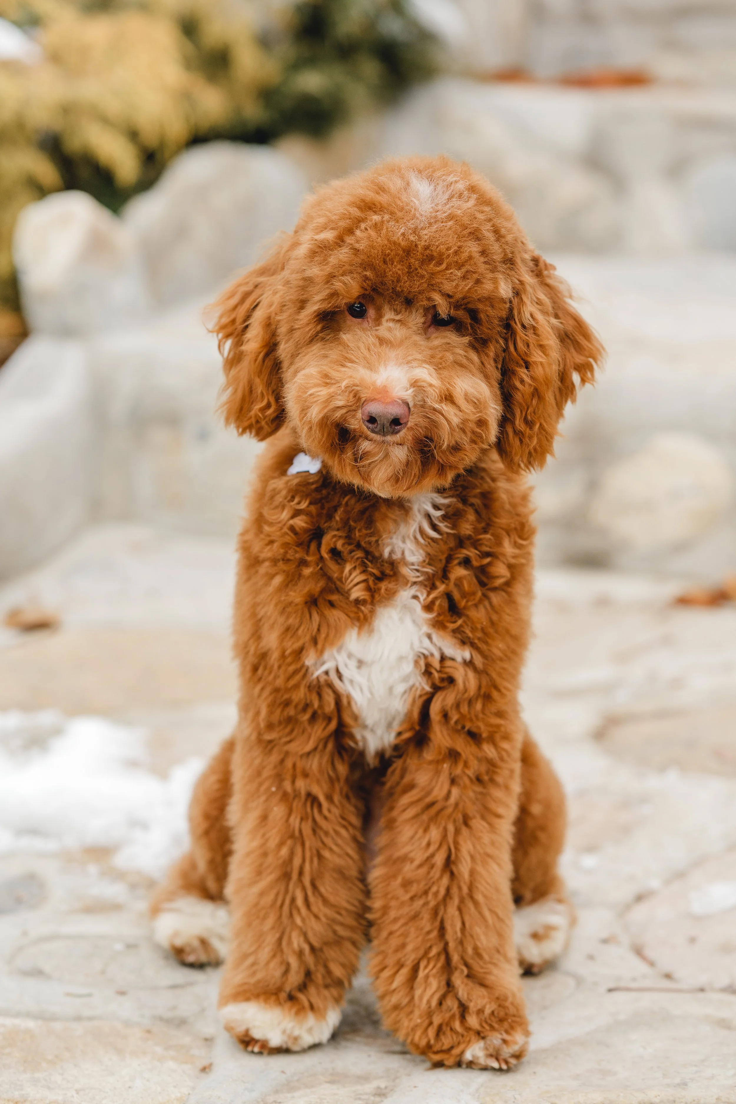 Goose&Howie_UtahGoldendoodles_FGP-32.jpg