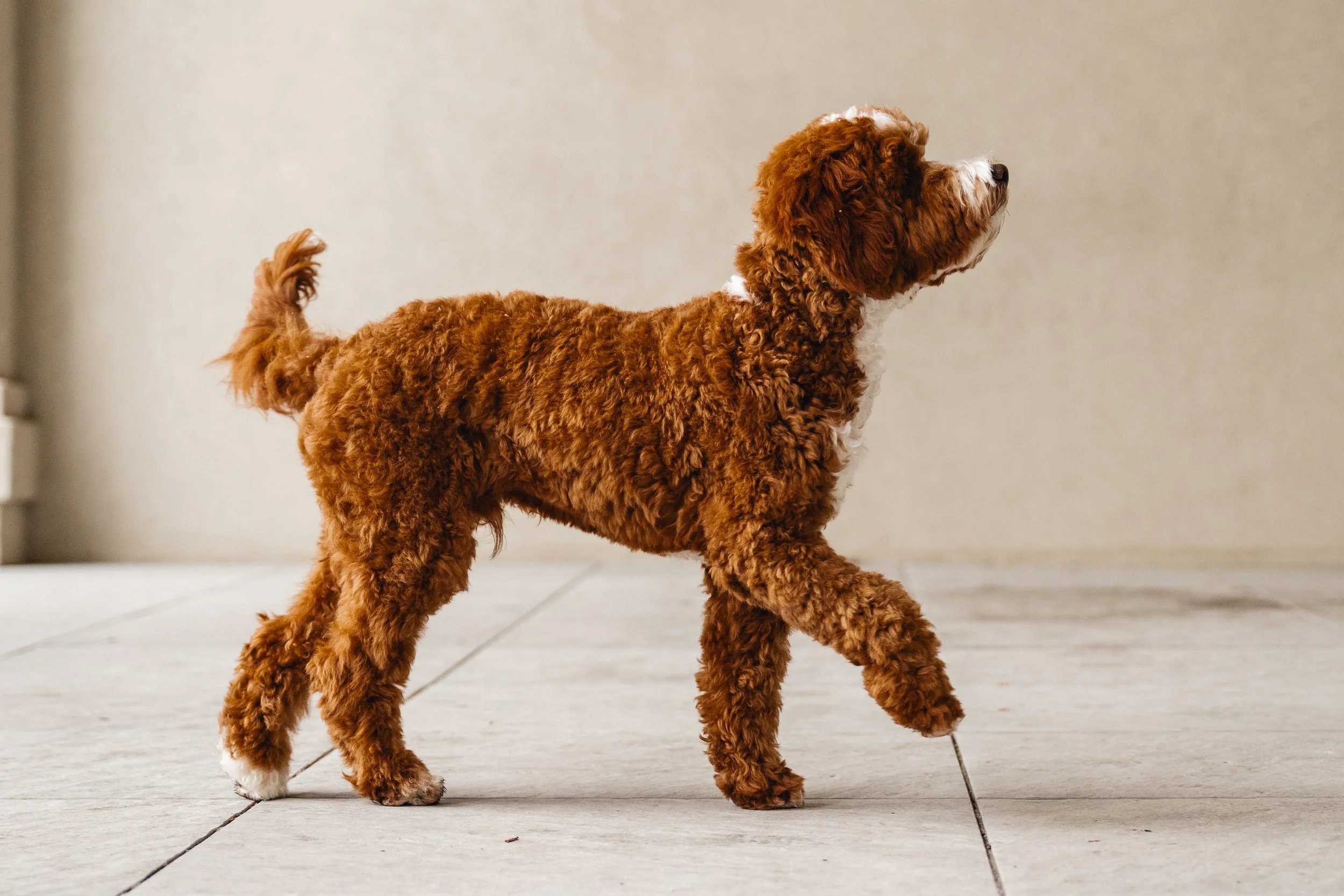 Pax_UtahGoldendoodles_HWP-31.jpg