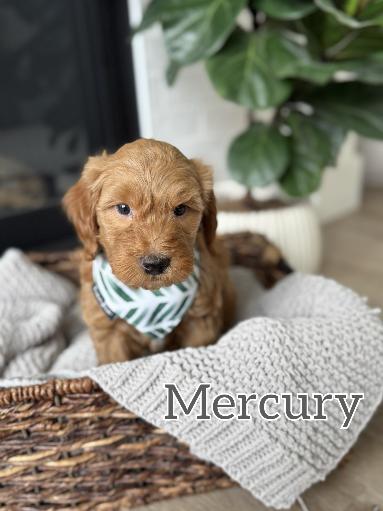 Screen Shot 2026-03-23 at 10.56.58 AM.png