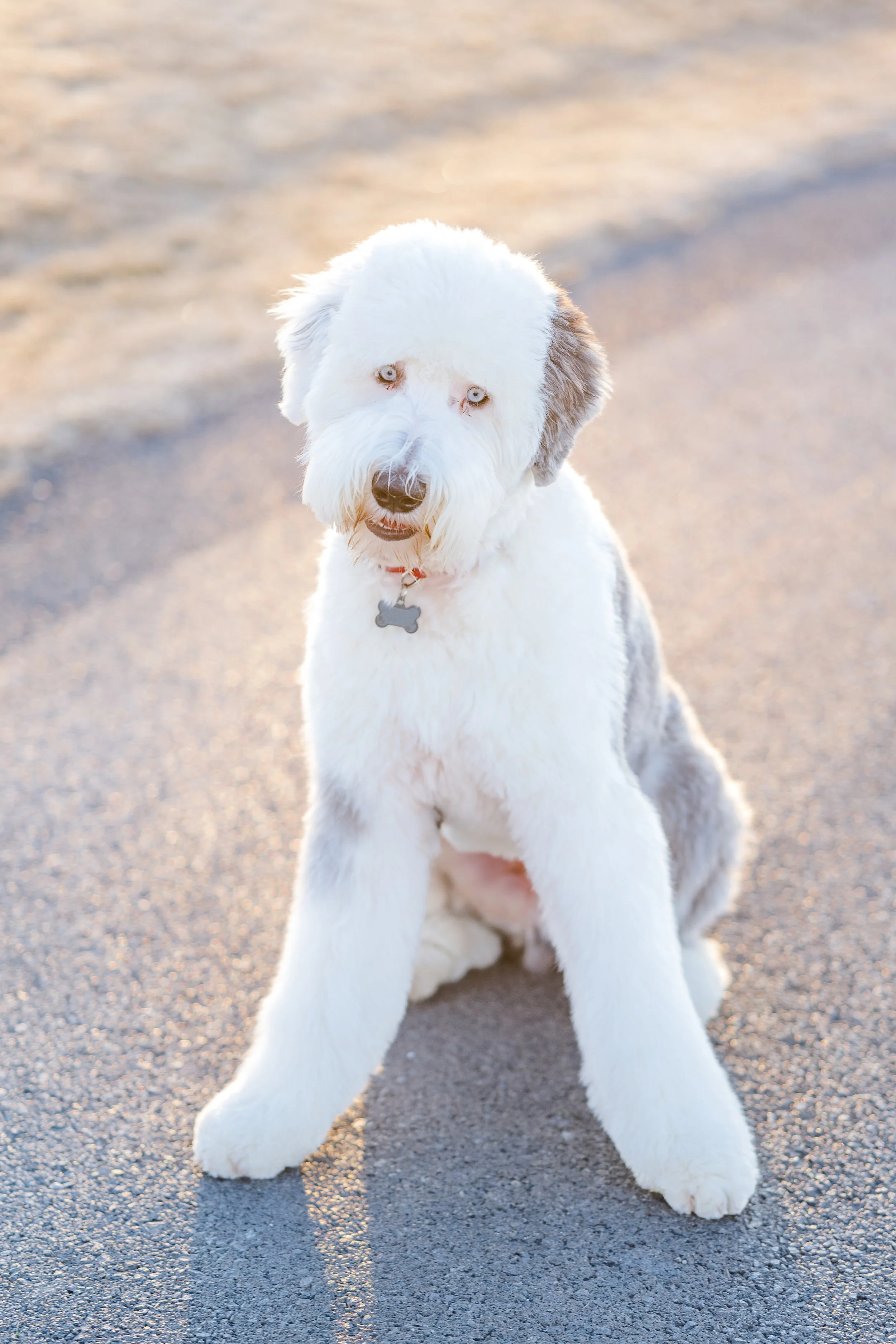 Rocky_Groomed_UtahGoldendoodles-6.jpg