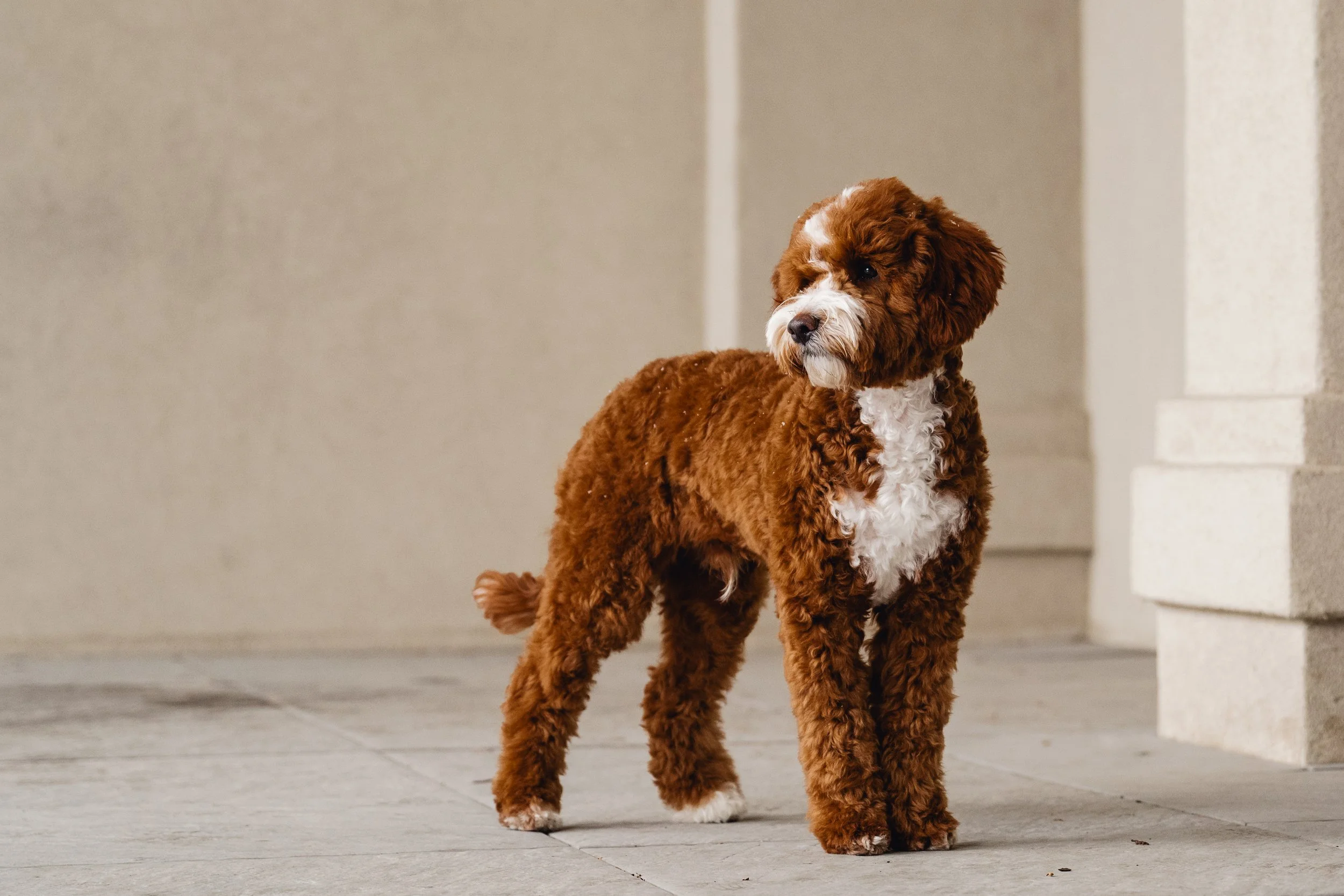 Pax_UtahGoldendoodles_HWP-25.jpg