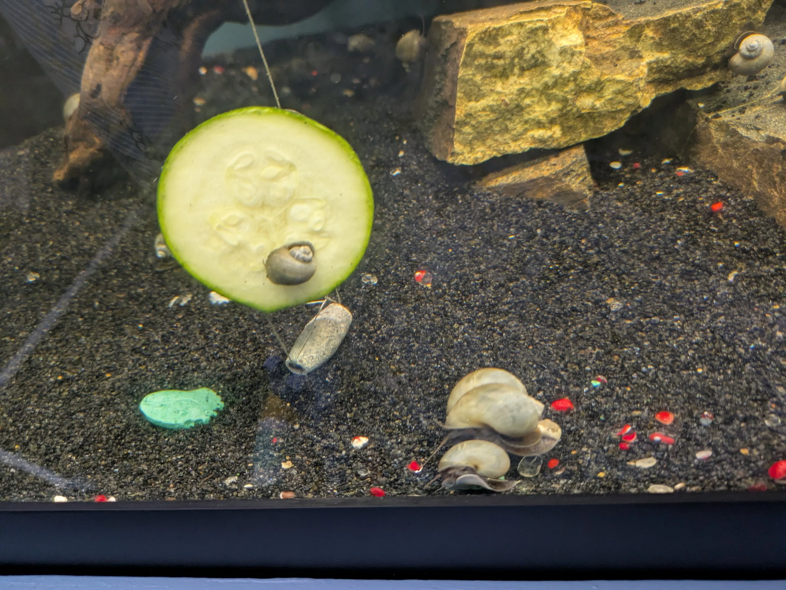 Blue Mystery Snail (Pomacea bridgesii)