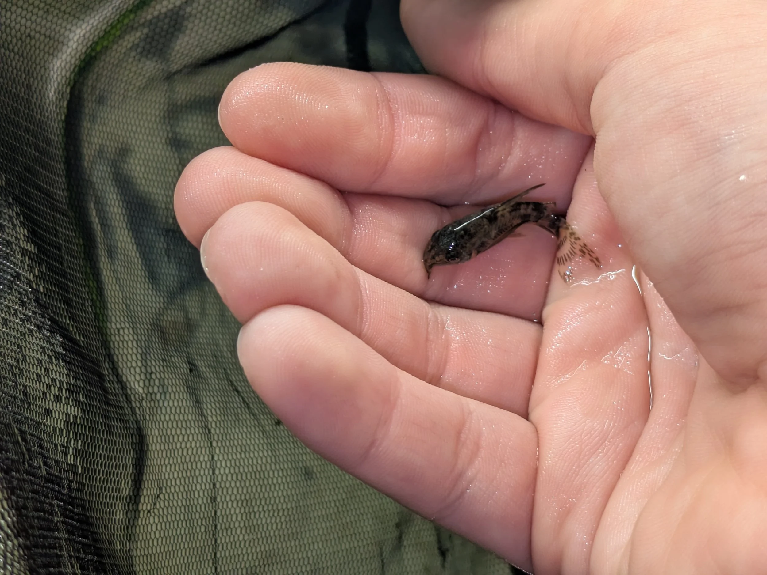 Long Fin Paleatus Held.jpg