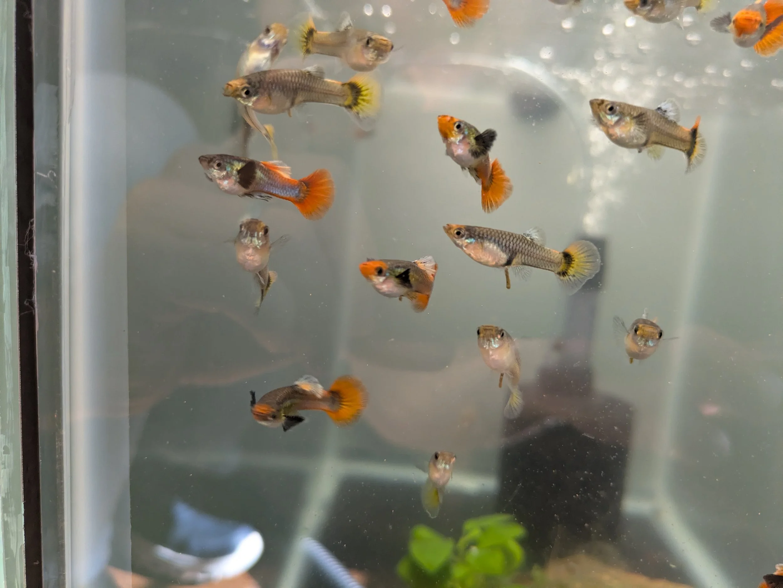 Dumbo Koi Full Platinum Guppy 2.jpg