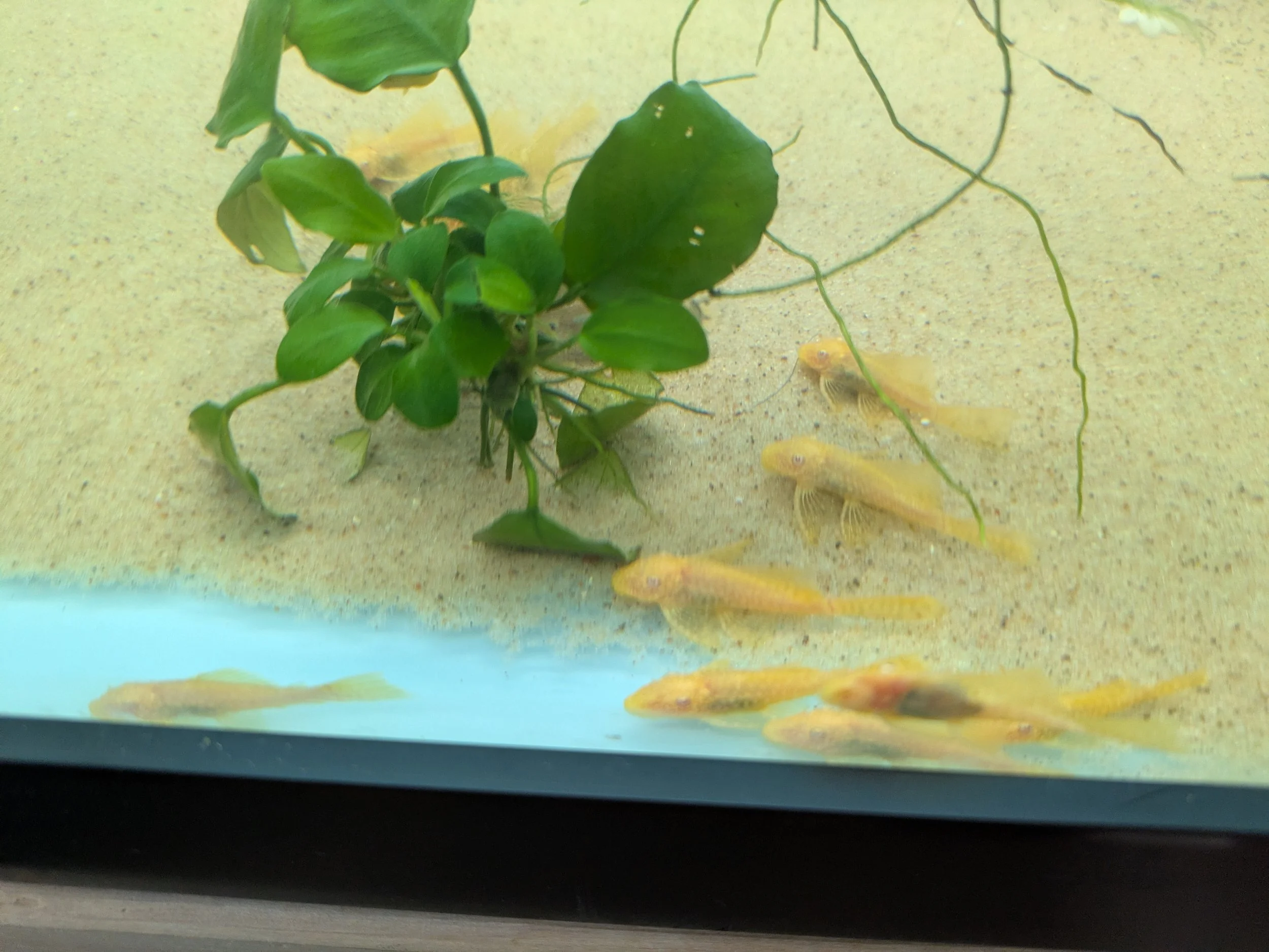 Longfin Albino Bristlenose 2.jpg