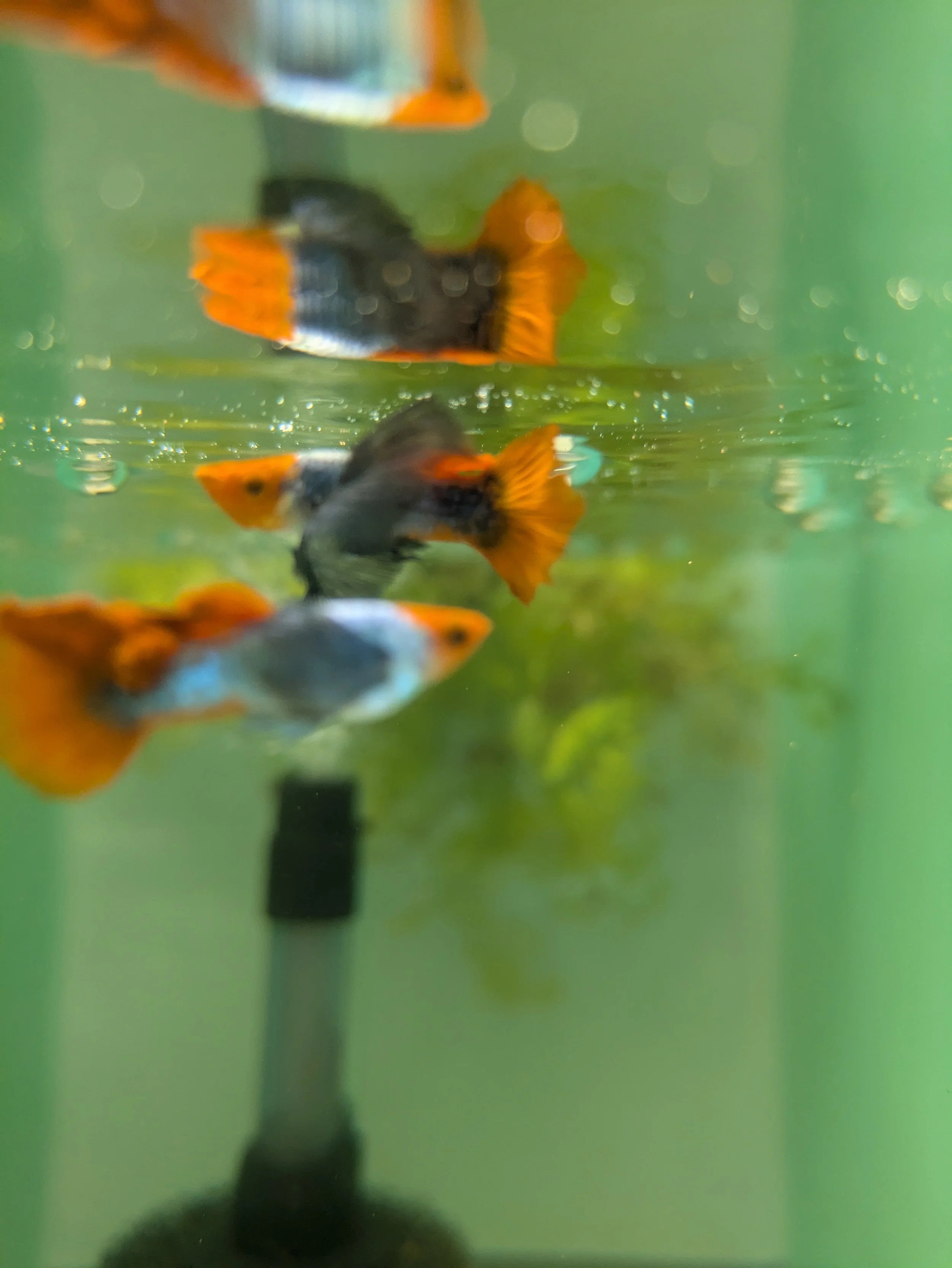 Dumbo Koi Platinum Males.jpg