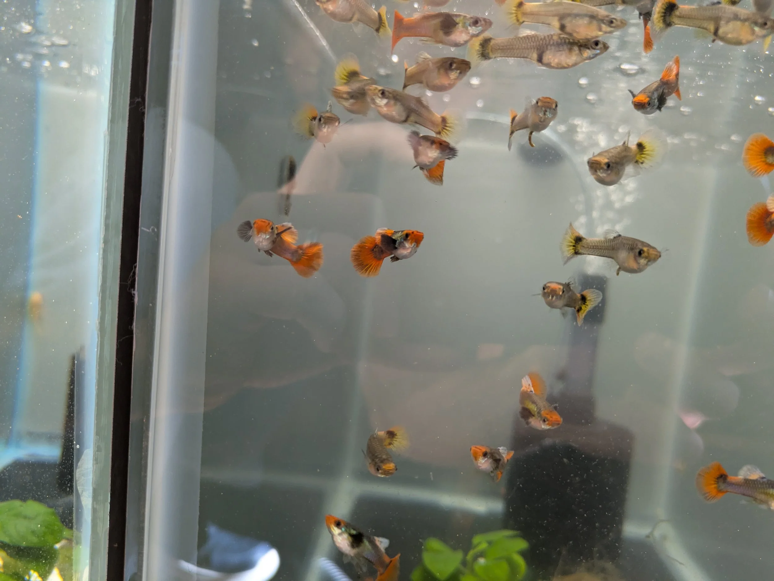 Dumbo Koi Full Platinum Guppy 1.jpg