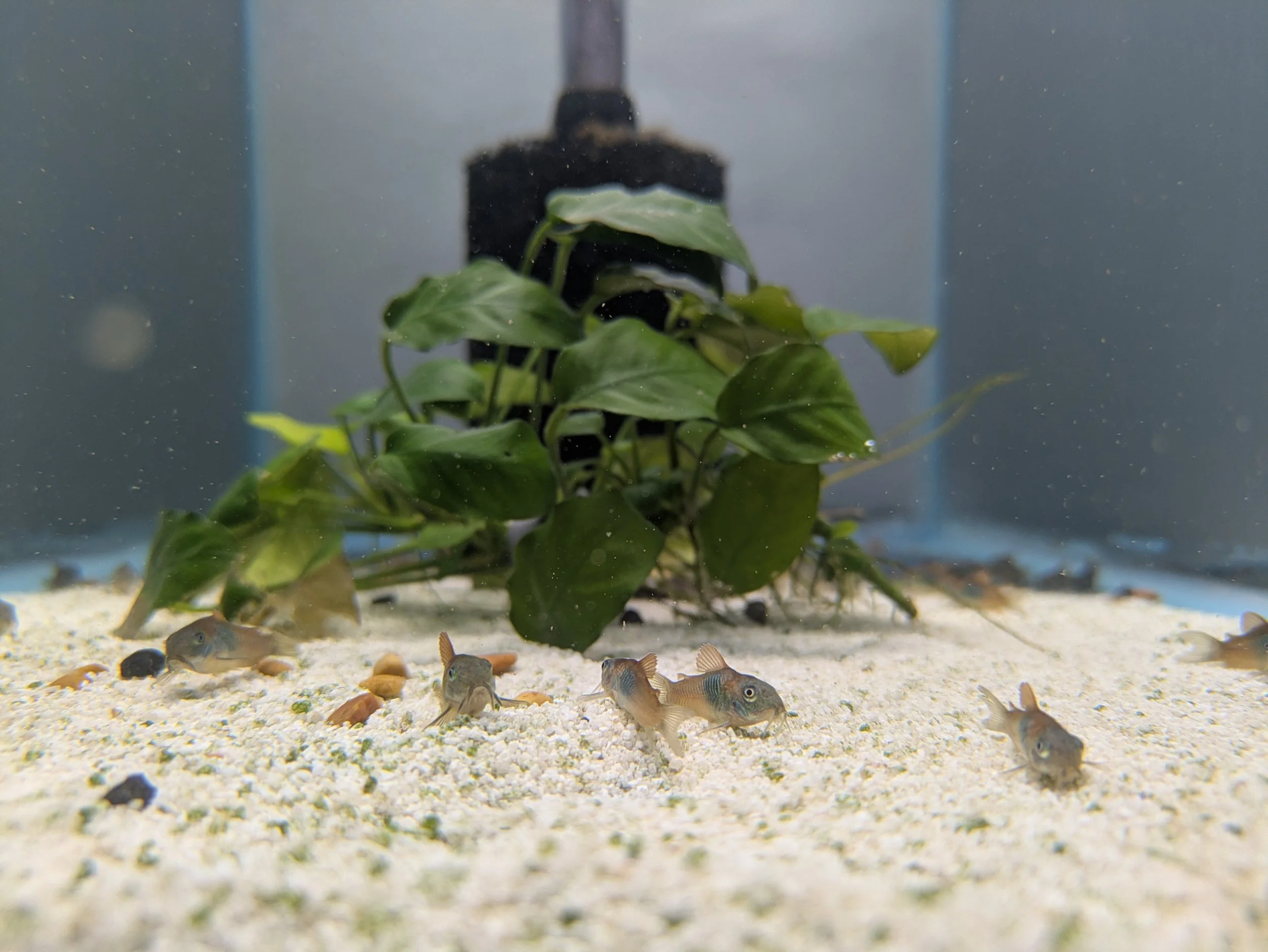 Orange Venezuelan Group.jpg