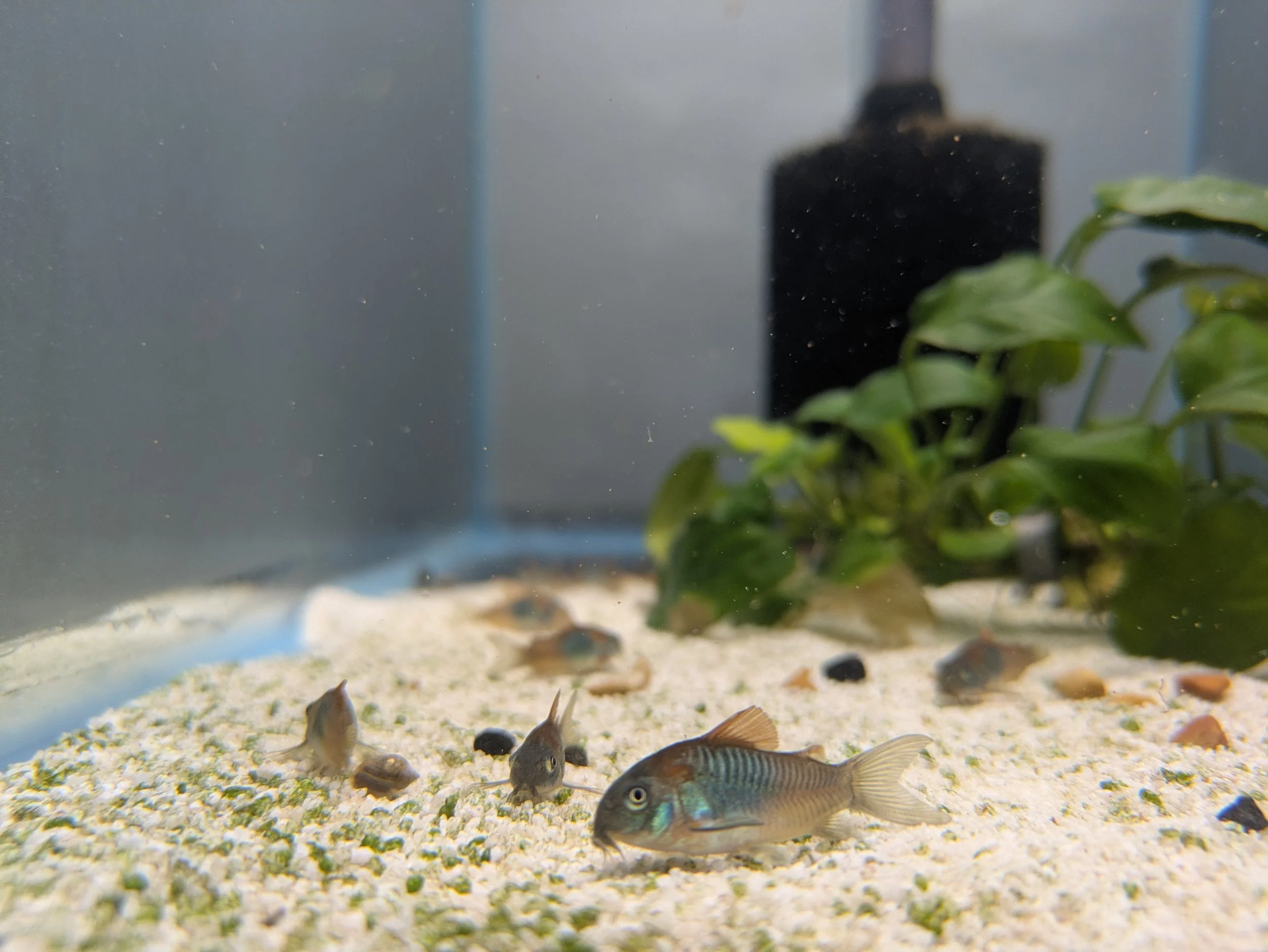Orange Venezuelan Corydoras (Corydoras aeneus var. “Venezuela”)