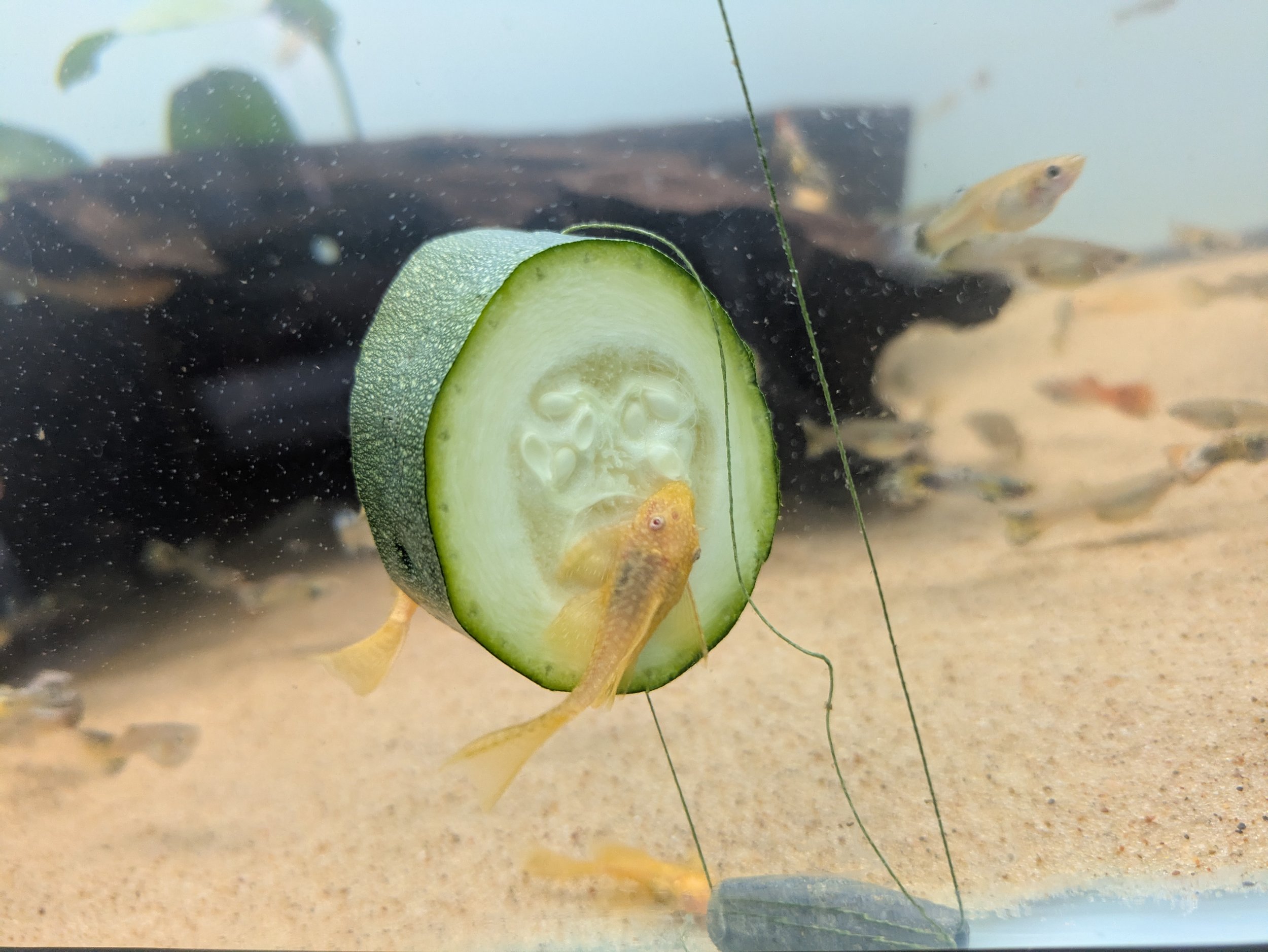 Longfin Albino Bristlenose.jpg