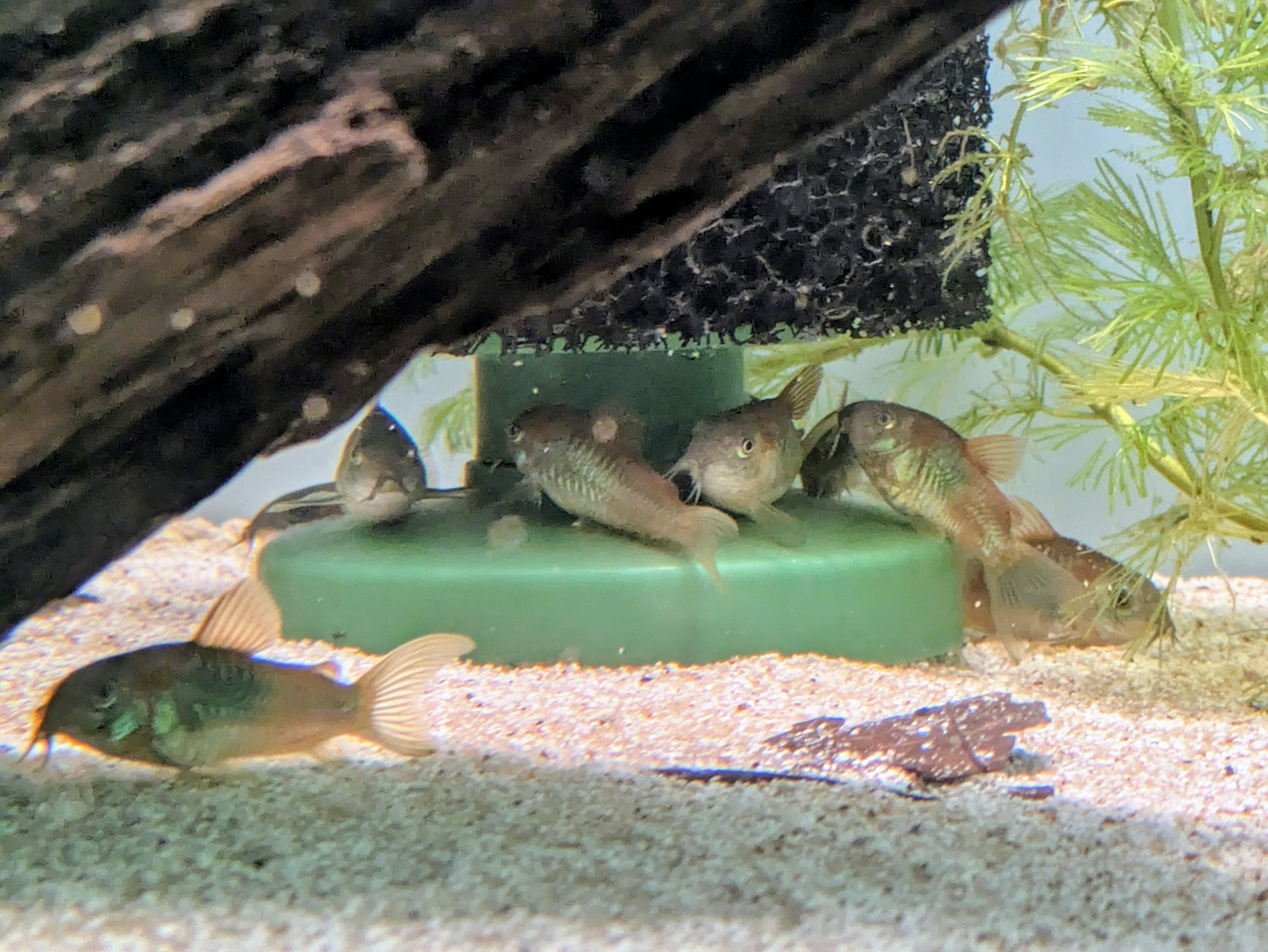 Orange Venezualean.jpg